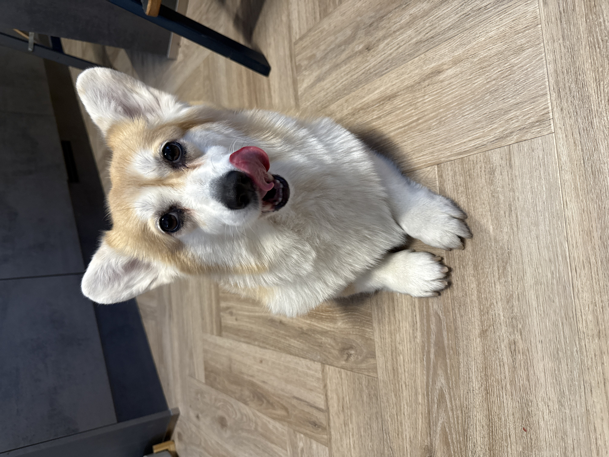 A corgi dog sits on a light-colored wooden floor with its tongue sticking out. The location is not identifiable as Krasnoyarsk, Russia. A portion of a dark chair leg is visible in the upper left. The dog has a tan and white coat. Its front paws are visible, resting on the floor. The dog is looking upwards towards the camera.