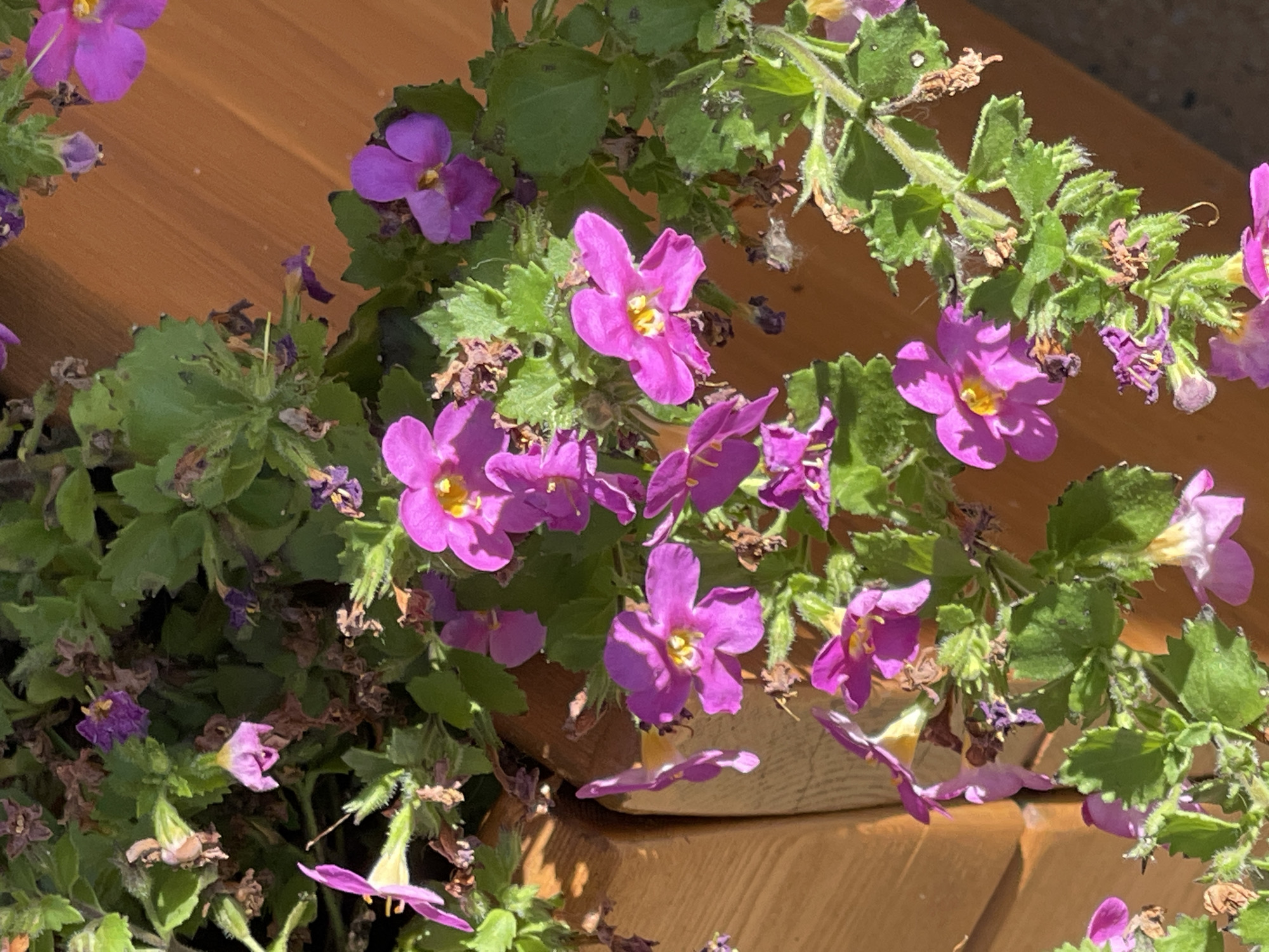 This media file is a close-up, eye-level shot of a cluster of vibrant pink and purple flowers with yellow centers, likely a type of Diascia or similar trailing bloom. The flowers are in various stages of bloom, with some fully open, revealing delicate petals, and others in bud or past their prime, showing dried brown remnants. The foliage is a healthy, bright green, with some leaves appearing slightly fuzzy.
The flowers are densely packed, creating a lush visual texture. The background consists of warm-toned, weathered wooden planks, suggesting an outdoor setting such as a garden, patio, or balcony planter. The lighting indicates it is daytime, with bright sunlight casting shadows and highlighting the textures of the petals and leaves. The scene is still, with no discernible activity other than the passive presence of the flowers. There is no visible text. The overall impression is one of natural beauty and the vibrancy of a flowering plant in good health. The location context of Zelenogradsk, Russia, suggests this scene is likely from a temperate climate, typical for this region during warmer months.