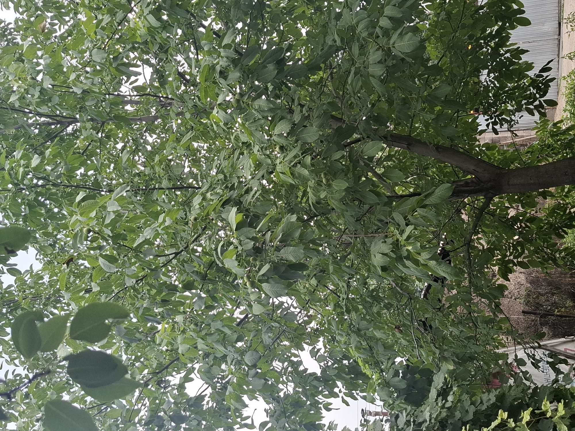 The image shows a large, mature walnut tree with lush green foliage, its branches extending across the frame. Several green walnuts are visible among the leaves. The tree's trunk is thick and textured. In the background, behind the branches, there are hints of buildings and structures, including what appears to be a corrugated metal fence or garage door on the right and a section of a building with a patterned facade on the left. There is also some vegetation at the base of the tree and to the left. The sky is overcast. The image was taken from a low angle looking up into the tree. Without specific landmarks or identifying features, it is not possible to pinpoint the exact location within Almaty, Kazakhstan.