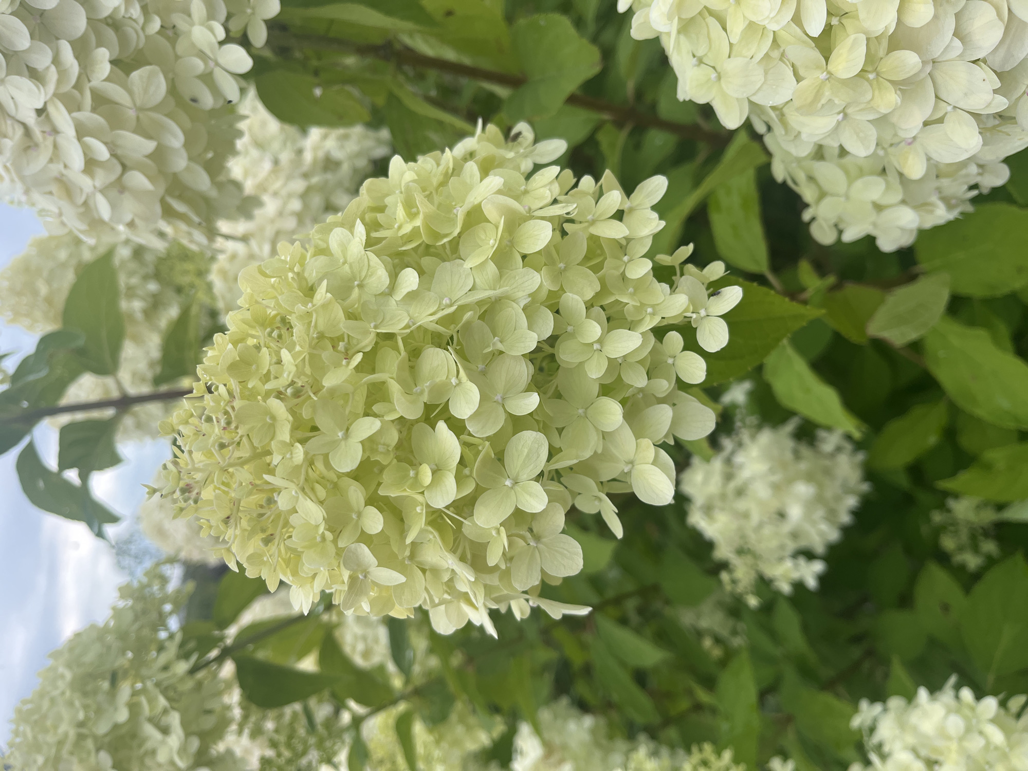 This image shows a close-up of a cluster of light yellow hydrangeas in bloom. The flowers are tightly packed together, forming a conical shape. The background is a blur of green leaves and a pale sky. There are no people or animals visible in the image. The location in Vladimirovka, Russia, is not discernible from the image itself.