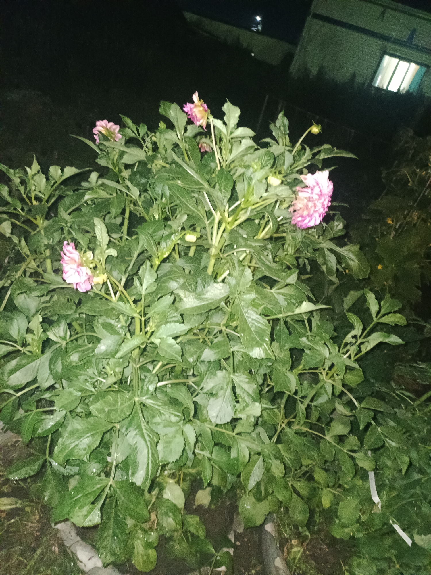 The image shows a close-up of a dense green bush with several pink flowers, likely dahlias, in bloom. The lighting suggests it is nighttime or very early morning. In the background, a building with lit windows is visible, indicating an urban or suburban setting. The overall impression is of a garden at night. This scene is consistent with a residential area in Kokshetau, Kazakhstan, where such flora and infrastructure are common. No people or specific actions are depicted, making it a still-life observation of nature within a developed area.