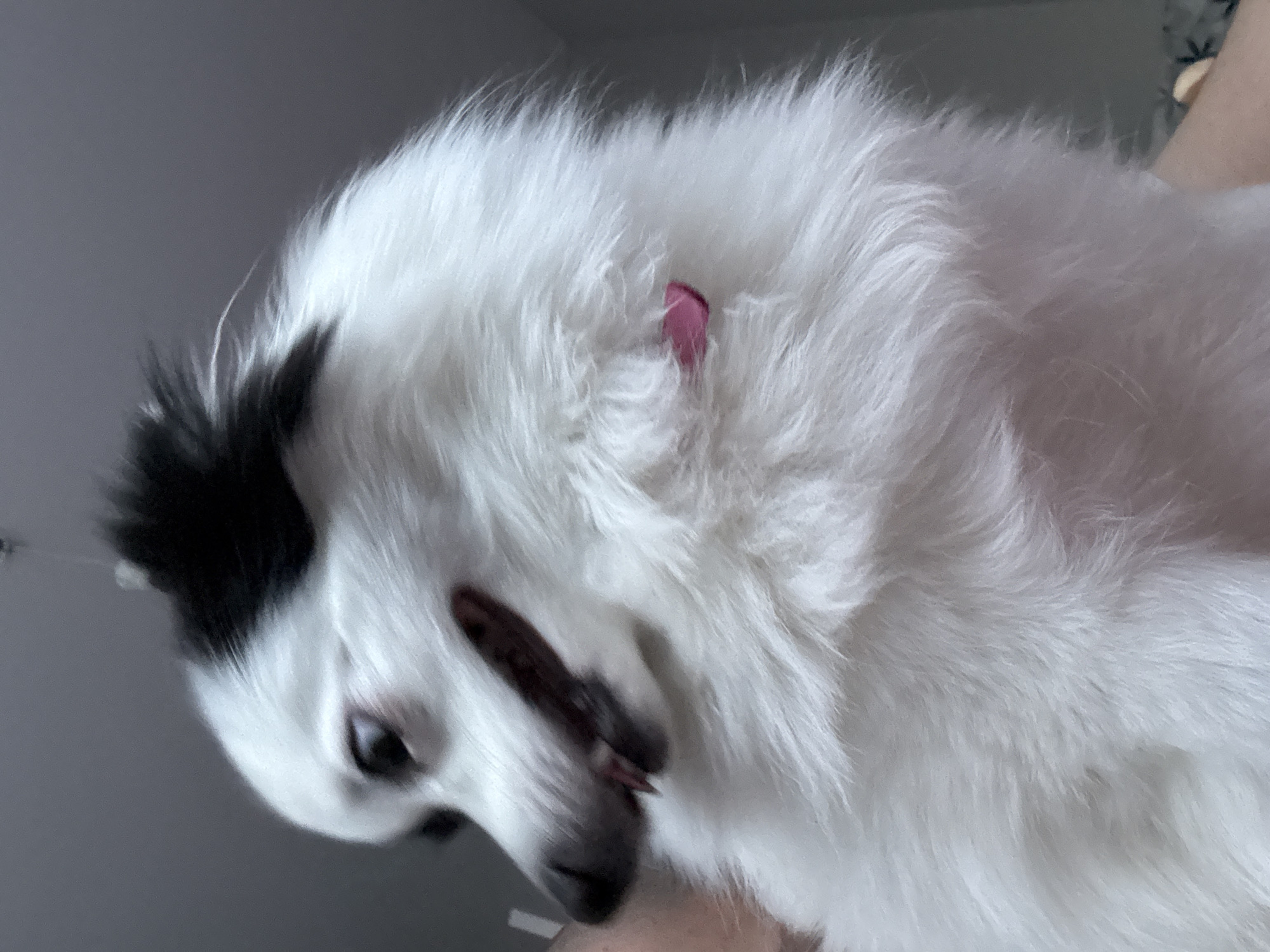 A low-angle close-up of a fluffy white dog with a patch of black fur on the top of its head. The dog's mouth is open, revealing its tongue and teeth. The background is a blurred combination of white and gray. The location is unknown and cannot be determined from the image; there is no identifiable information to suggest it is Stara Zagora, Bulgaria.