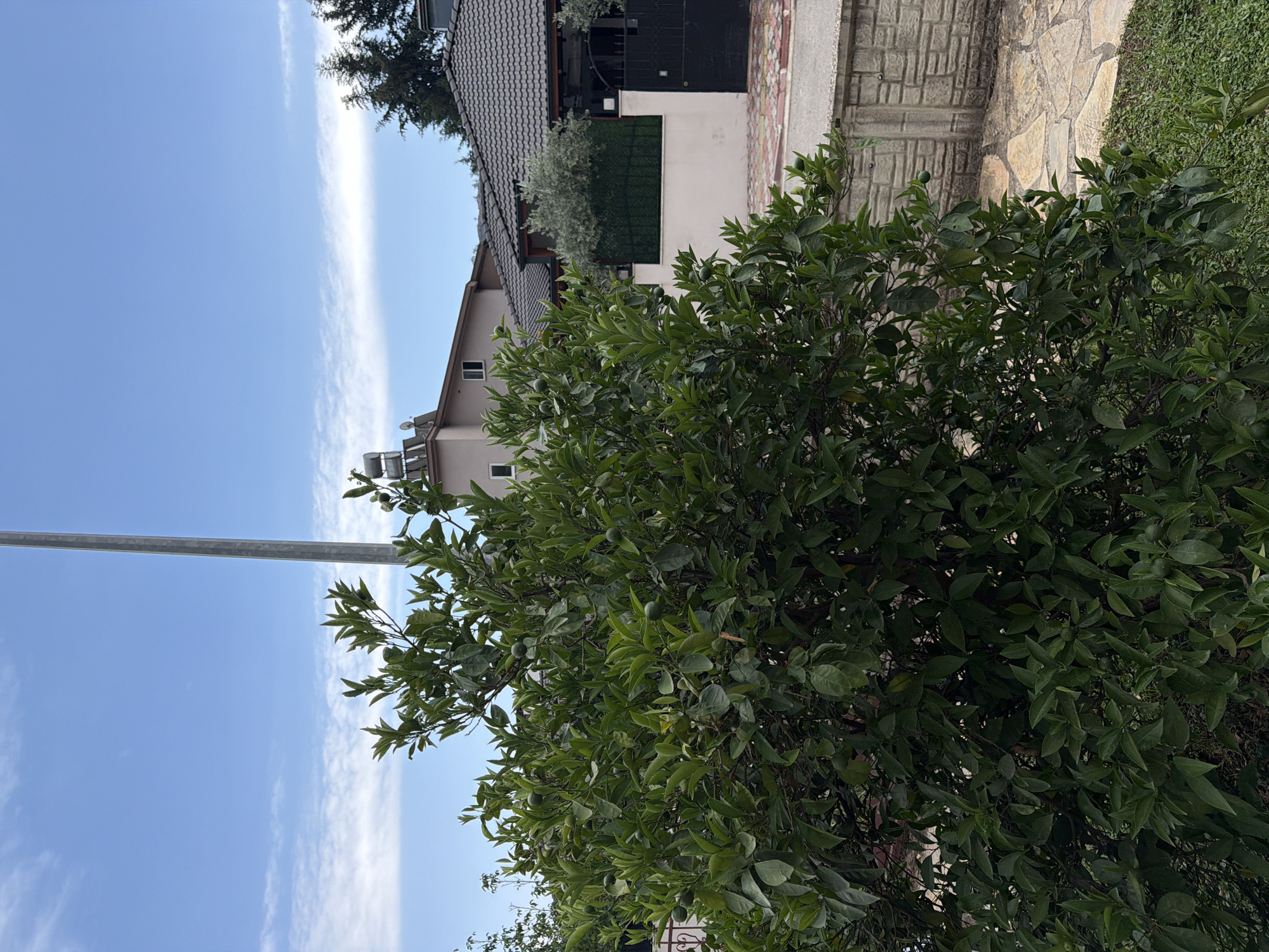 A lush green tree with small, unripe citrus fruits is in the foreground, obscuring a view of houses and a street. The tree's leaves are dense and vibrantly green. Behind the tree, a beige house with a tiled roof and solar panels is visible. Adjacent to it, another house with a dark tiled roof and a black metal gate stands. The ground in front of the houses is paved with irregular stone tiles, and a section of a stone wall is present. The sky above is blue with scattered white clouds. A tall, slender metal pole stands vertically on the left side of the image.