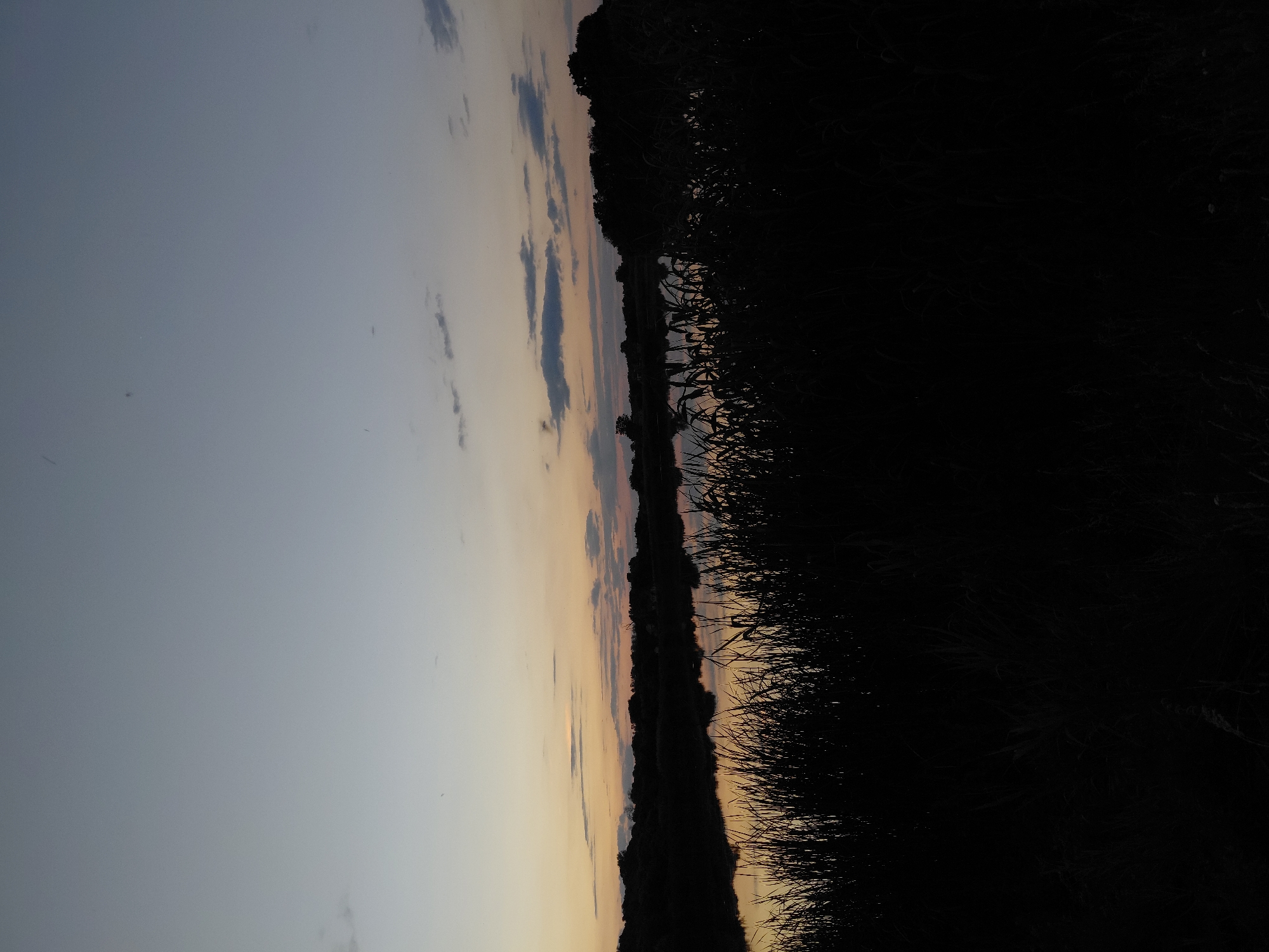 This is a wide-angle, low-light outdoor shot of a natural landscape at dusk. In the foreground, tall, dark reeds or grasses form a dense silhouette. Beyond this, a body of water, likely a river or lake, reflects the muted colors of the twilight sky. The water's surface is calm, with subtle ripples. Across the water, a treeline and some structures, possibly houses or barns, are silhouetted against the horizon. The sky above is a gradient of soft blues and pale yellows, with scattered, wispy clouds. The overall impression is one of quietude and natural beauty at the close of day. The scene appears to be located in Ustyvytsia, Ukraine.
