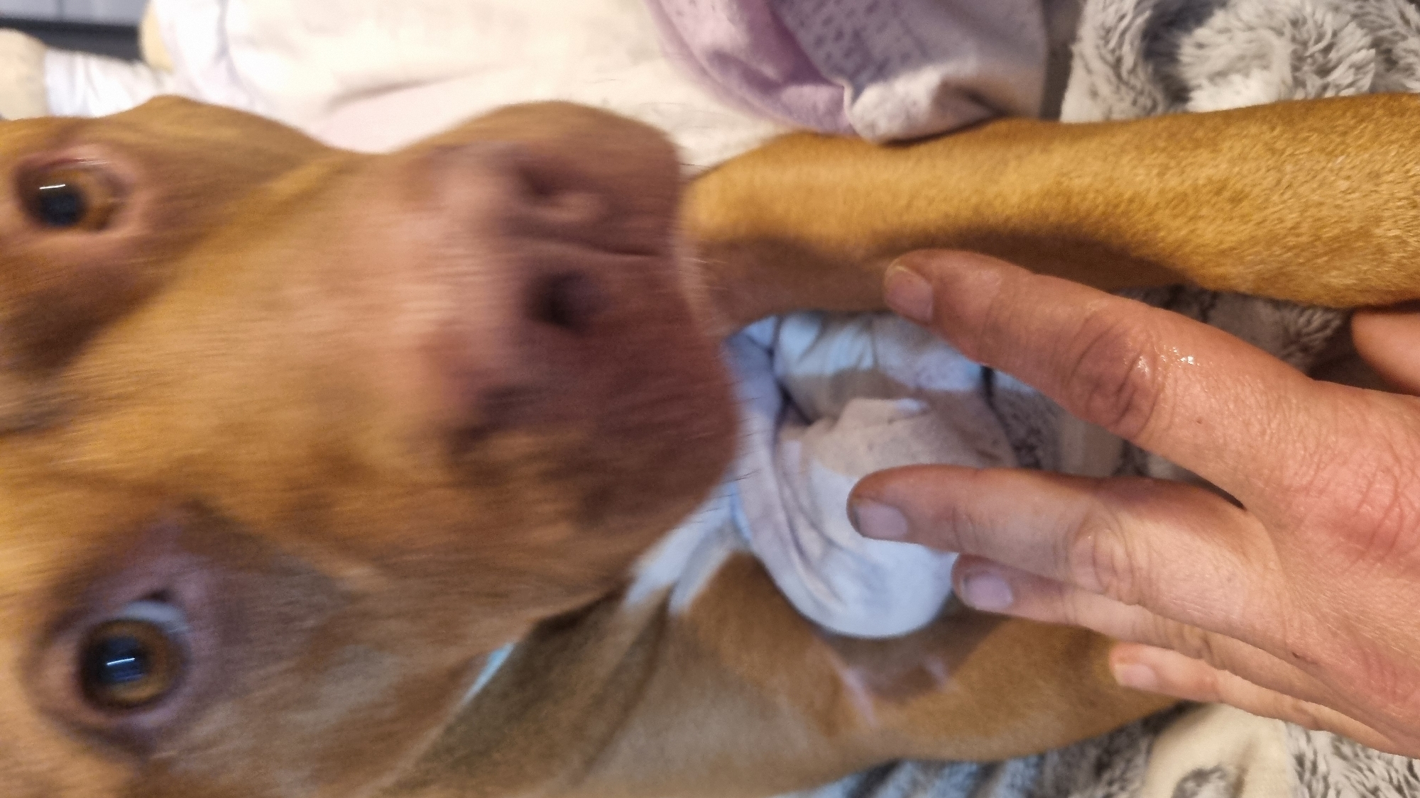 The image captures a close-up, top-down perspective of a light brown or tan-colored dog, likely in an indoor setting. The dog's face dominates the left and center of the frame, appearing blurred due to motion or extreme closeness to the camera. One of its eyes, a rich brown color with a visible reflection, is clearly visible on the far left. The dog's prominent pinkish-brown nose is also central in the blurred area.
On the right side of the image, a human hand is visible, positioned near the dog's snout. The fingers are slightly curled, and the hand appears to be holding or interacting with a white, soft, crumpled object, possibly a blanket or toy, which is positioned close to the dog's mouth. The dog's mouth area is obscured by the white object and the hand. The skin of the hand shows some texture and minor blemishes.
The background consists of soft, light-colored fabrics, appearing to be blankets or bedding, with hints of white, light purple, and grey textures, reinforcing an indoor, domestic environment. There is no visible text in the image. The overall impression is one of an intimate, playful, or curious interaction between the dog and the human, captured in a dynamic, motion-blurred shot.