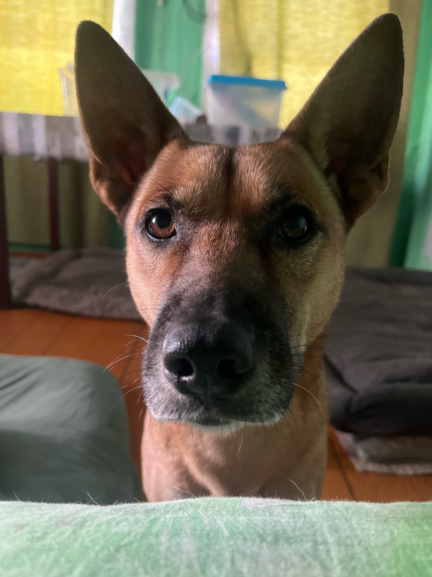 The image is a close-up, head-on portrait of a medium-sized, tan dog with large, erect ears and dark eyes. The dog is positioned centrally in the frame, looking directly at the camera. Its snout is dark and wet, with visible whiskers. The background is out of focus, showing hints of indoor furnishings, including what appears to be a blurred curtain or drape in yellow and green hues, and possibly pet bedding on the floor. There is no indication of the city of Nizhny Tagil, Russia, or any specific urban environment. The scene appears to be an indoor domestic setting.