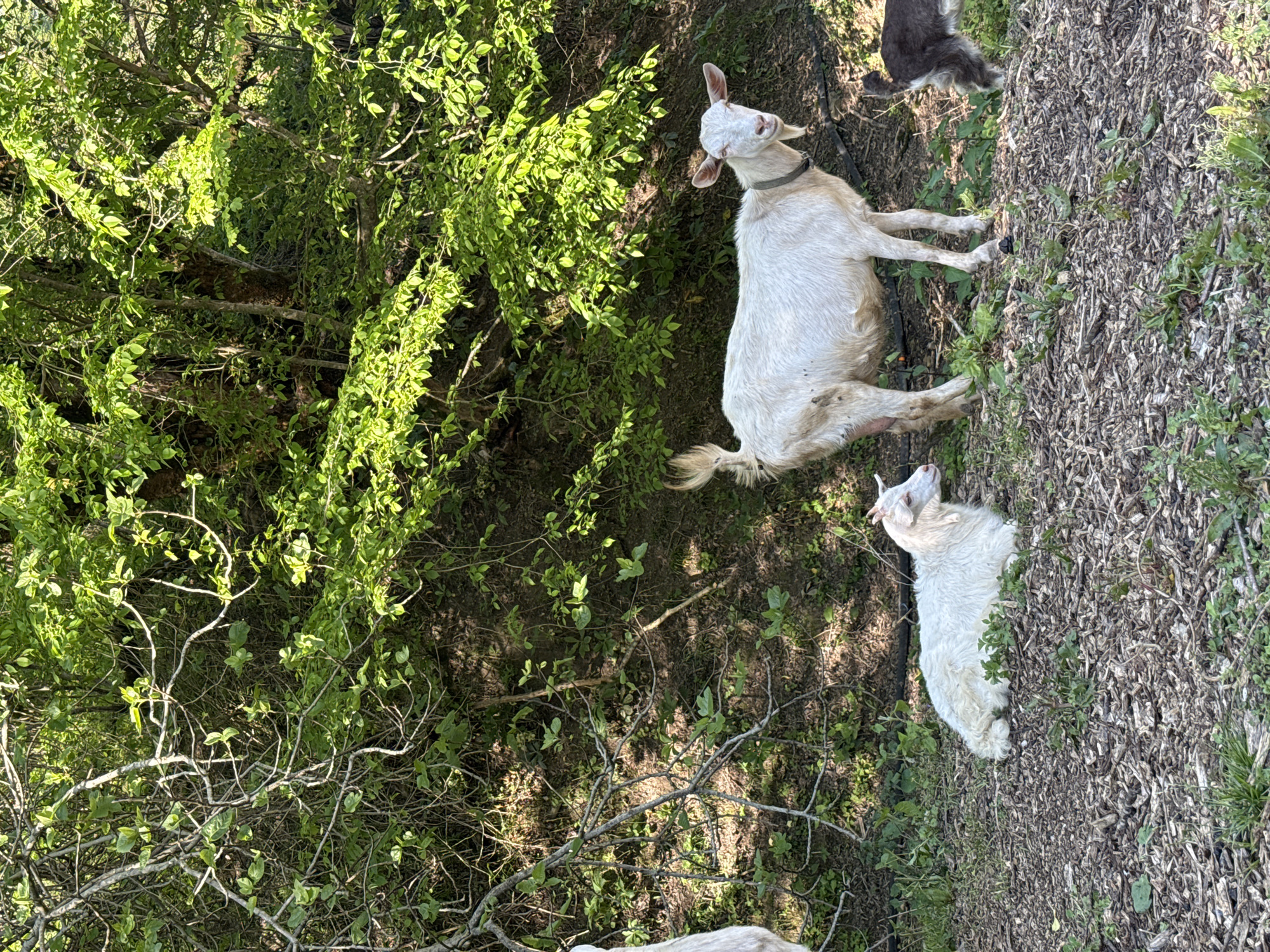 The image shows a wooded area, likely in a rural or suburban setting, with two white goats visible. One goat is larger and appears to be lying down, while the other is smaller and lying nearby. Both goats are facing upward in the image. The background consists of dense green foliage and trees. The ground is covered with vegetation and wood chips. A gray animal is partially visible behind the large goat. The location, Galitsyno, Russia, cannot be confirmed from the visual information provided.
