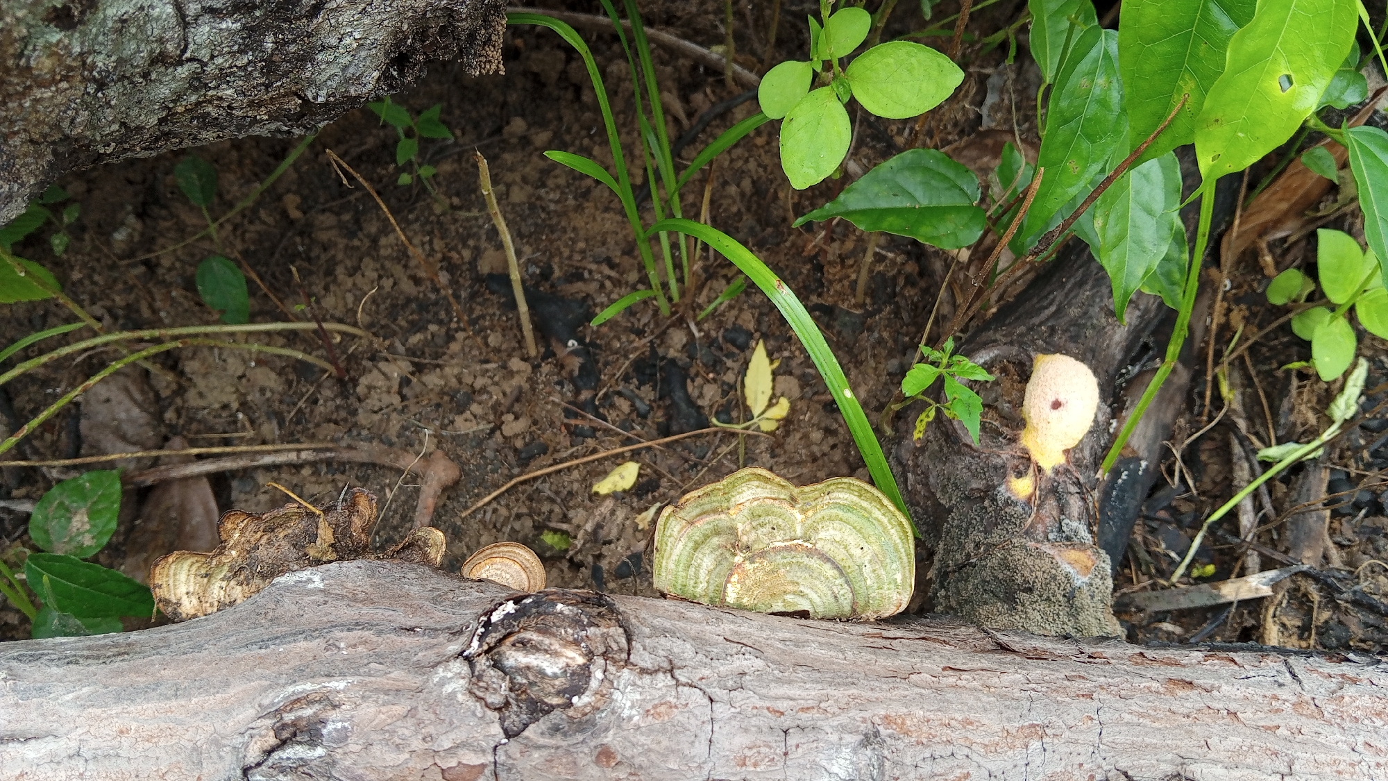 The image depicts a close-up, eye-level view of a forest floor in Meunasahdayah, Indonesia. The foreground is dominated by a large, textured fallen log. Several types of fungi are visible on and around the log. On the left side of the log, there are clusters of small, brown, fan-shaped fungi, some appearing dried and covered in soil. To the right of these, and resting on the log, is a larger, layered shelf fungus with concentric rings of green and tan. Further to the right, on a vertical section of what appears to be decaying wood, a small, pale yellow, puffball-like mushroom with a dark spot is emerging, surrounded by mossy growth. The background consists of dark, loose soil with scattered dry leaves and twigs. Lush green foliage and slender green grass stalks are growing around the decaying wood, suggesting a humid, shaded environment. The overall scene conveys a natural, organic setting within a forest or wooded area. There are no people or animals present.