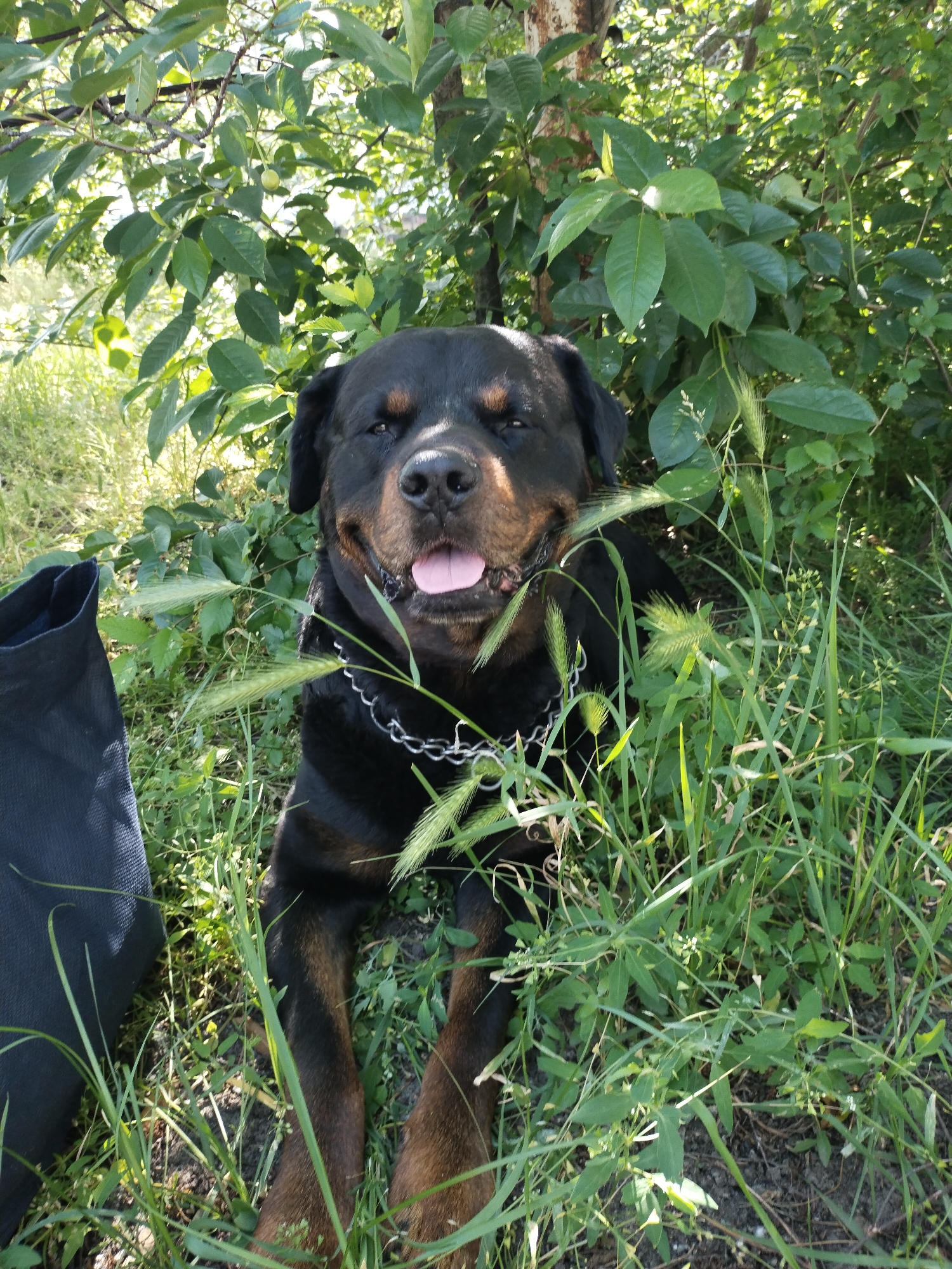 A black and tan Rottweiler dog is pictured lying down in a natural, outdoor setting, possibly in a garden or park in Horishni Plavni, Ukraine. The dog is the central subject of the image, facing directly towards the viewer with its mouth slightly open, tongue visible, and appearing to smile or pant contentedly. A silver-colored chain is visible around its neck.
The dog is surrounded by lush green foliage, including tall grass and various plants. Above and behind the dog, dense green leaves of trees or bushes create a canopy, with dappled sunlight filtering through, suggesting a sunny daytime. A small, round, light green fruit, possibly an unripe cherry or berry, hangs from a branch in the upper left background. On the left side of the frame, a black fabric bag or object is partially visible, resting on the ground near the dog. The ground itself is covered in grass and some exposed soil. The overall impression is one of a happy dog relaxing outdoors on a bright day. There is no visible text in the image.