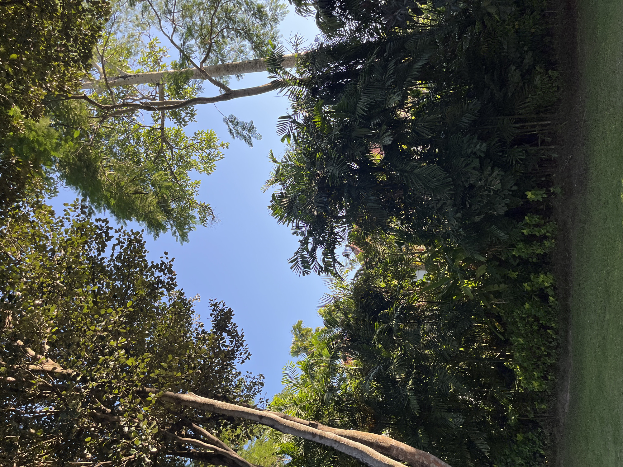 A view from below, looking upwards through dense tree canopies towards a bright blue sky in an outdoor location. The vegetation includes various types of trees and foliage. At the upper right of the frame is a section of grass, likely a lawn or park area. The city and specific location in Indonesia are unknown.