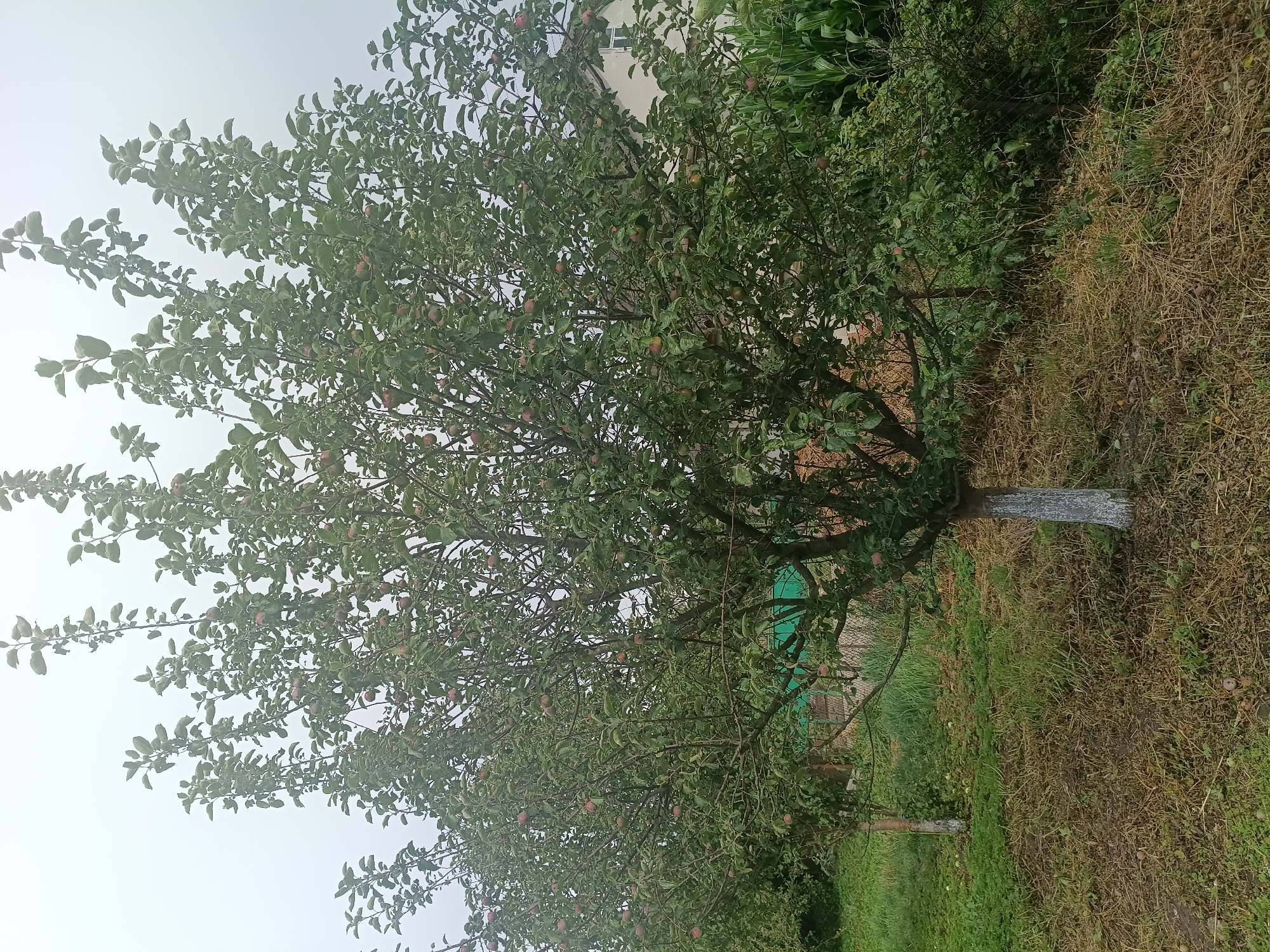 In Litynia, Ukraine, a medium-sized apple tree stands in the foreground, its branches laden with ripe red apples and covered in green leaves. The trunk of the tree is painted white for a portion of its height. The ground around the tree is covered in a mix of dry grass, soil, and fallen leaves, with a few apples scattered on the ground. In the background, a smaller apple tree is visible to the left, also bearing fruit. A green mesh fence runs behind the trees, partially obscured by foliage. Further in the background, a building with a white facade and a window can be seen, along with tall green corn stalks to the right. The sky is overcast and appears slightly hazy, suggesting a cloudy or misty day.