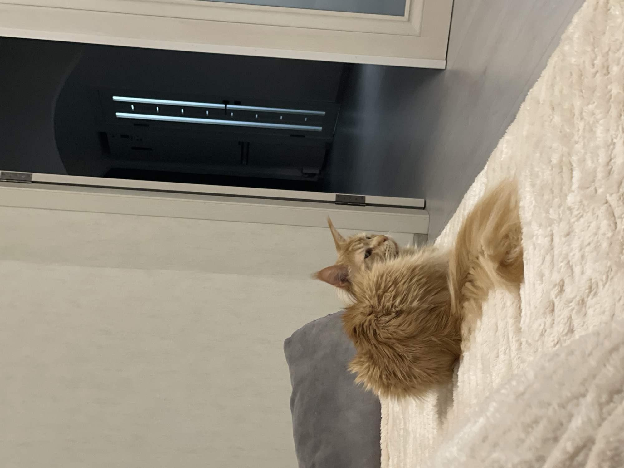 An indoor scene captures a fluffy, long-haired ginger cat relaxing. The cat is positioned vertically in the frame, lying on its side on a soft, light-colored, shaggy blanket or cat tree platform. Its thick fur, particularly around its chest and tail, is prominent. The cat's head is tilted upwards and slightly to its right, with its eyes appearing partially closed, conveying a sense of calm and relaxation.
Behind the cat, a grey, possibly plush, surface is visible, which could be part of a cushion or another section of a cat tree. The background features a dark, rectangular recess or opening framed by light-colored architectural elements. Within this dark area, several parallel horizontal white lines are visible, suggesting the presence of shelves or linear light sources. A small metal hinge is discernible on the right side of the light-colored frame surrounding the dark opening.
The overall setting is a quiet, comfortable domestic environment, likely a home. The lighting is artificial, highlighting the textures of the cat's fur and the blanket, as well as the details within the background opening. The image provides no direct cues regarding the time of day or external weather conditions. There is no visible text in the image.