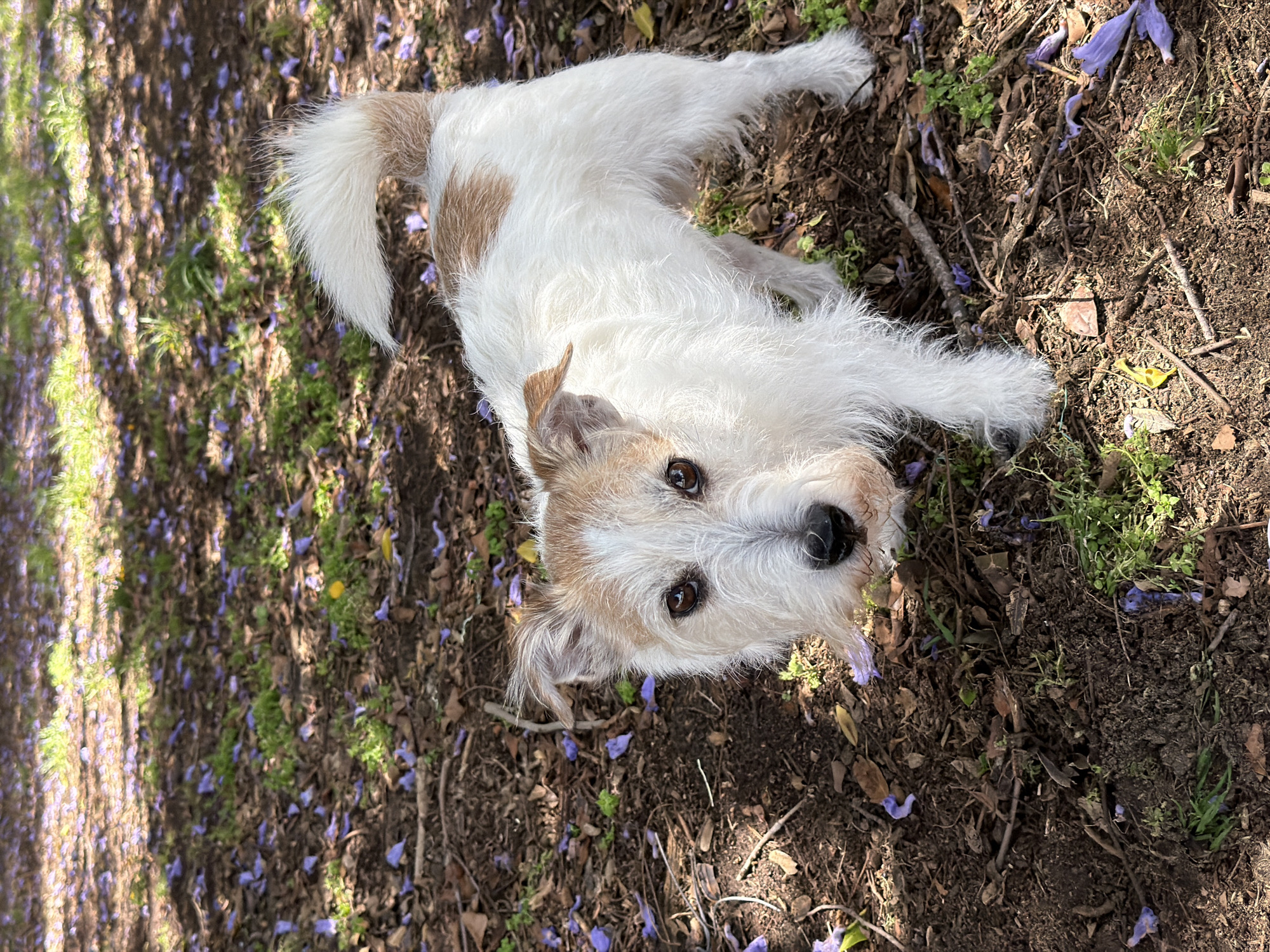 A Jack Russell Terrier lies on dirt and fallen purple jacaranda flowers, looking up at the camera. The location is Bat Yam, Israel.