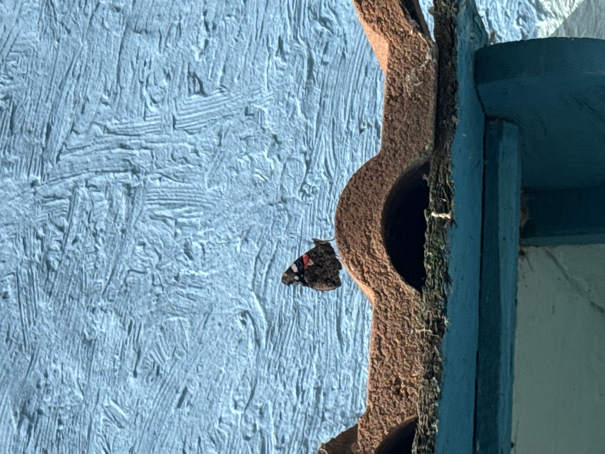 A single butterfly, with black wings and red and white markings, is perched on a terracotta roof tile against a textured blue wall. The butterfly is positioned in the center-right of the image, with its wings slightly open. The roof tile is curved and appears weathered. Below the roof tile, a teal-colored architectural element is visible, and further down, a light blue wall. The background wall has a rough, horizontal, textured pattern. The scene is outdoors and appears to be in a residential area.