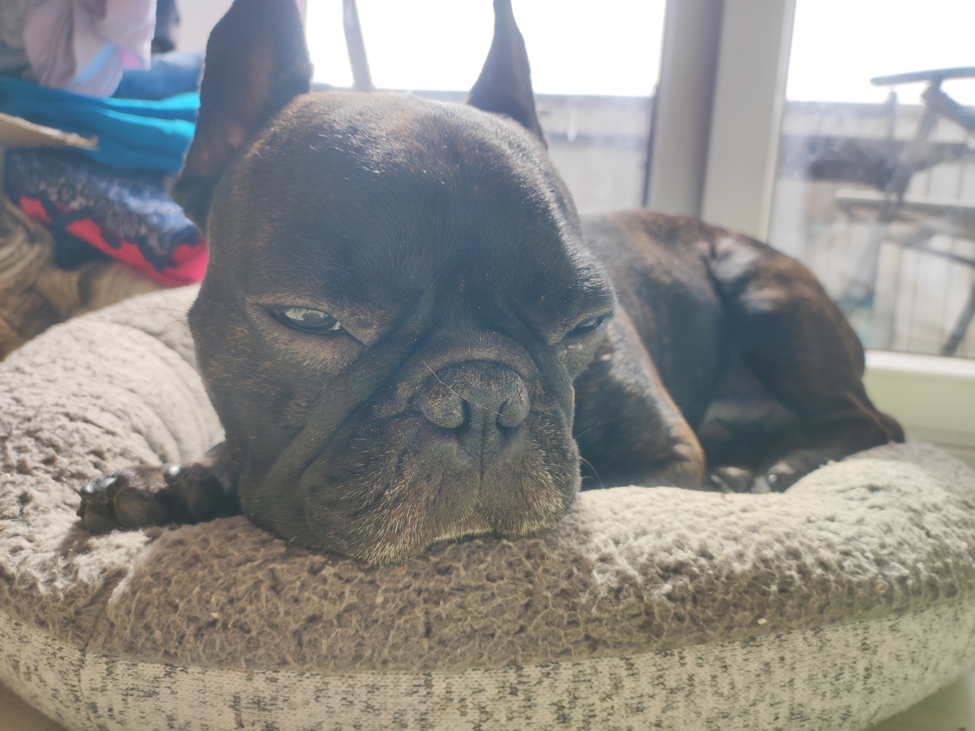 A brindle French bulldog is resting on a circular, plush dog bed. The dog's head is the primary focus, turned slightly to the left, with its eyes partially closed and a relaxed expression. Its nose is prominent, showing textured skin and white whiskers. The dog's ears are erect. The background features a window with bright sunlight streaming through, illuminating the scene and casting a slight glare on the dog's face. Blurry elements in the background suggest an indoor setting with some stacked items to the left and possibly outdoor furniture visible through the window. The location is identified as Burgoberbach, Germany.