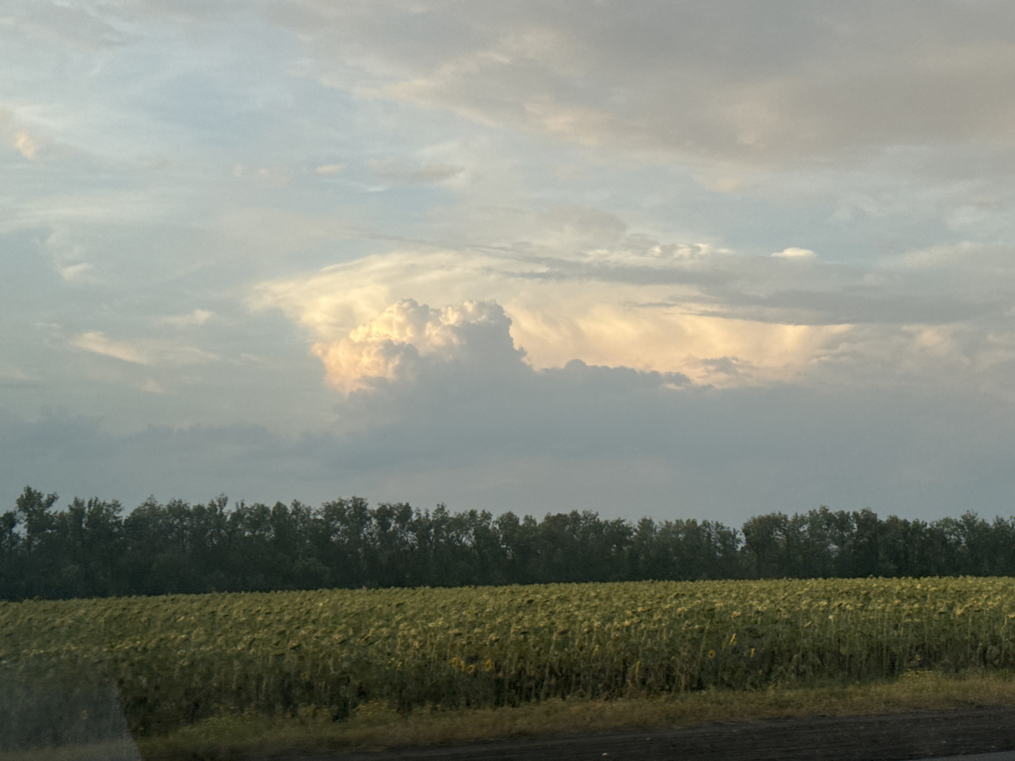 A wide shot captures a vast field of sunflowers under a cloudy sky. The sunflowers, mostly facing downwards, are densely packed and appear to be in a late stage of growth, with some showing signs of wilting. A line of dark green trees forms a dense backdrop behind the field, stretching across the horizon. Above the trees, the sky is a mix of pale blue and gray clouds, with a prominent formation of large, cumulus clouds illuminated by soft, warm light, suggesting either sunrise or sunset. The scene depicts a rural landscape in the Perevolotsky district of Russia, likely during the late summer or early autumn.