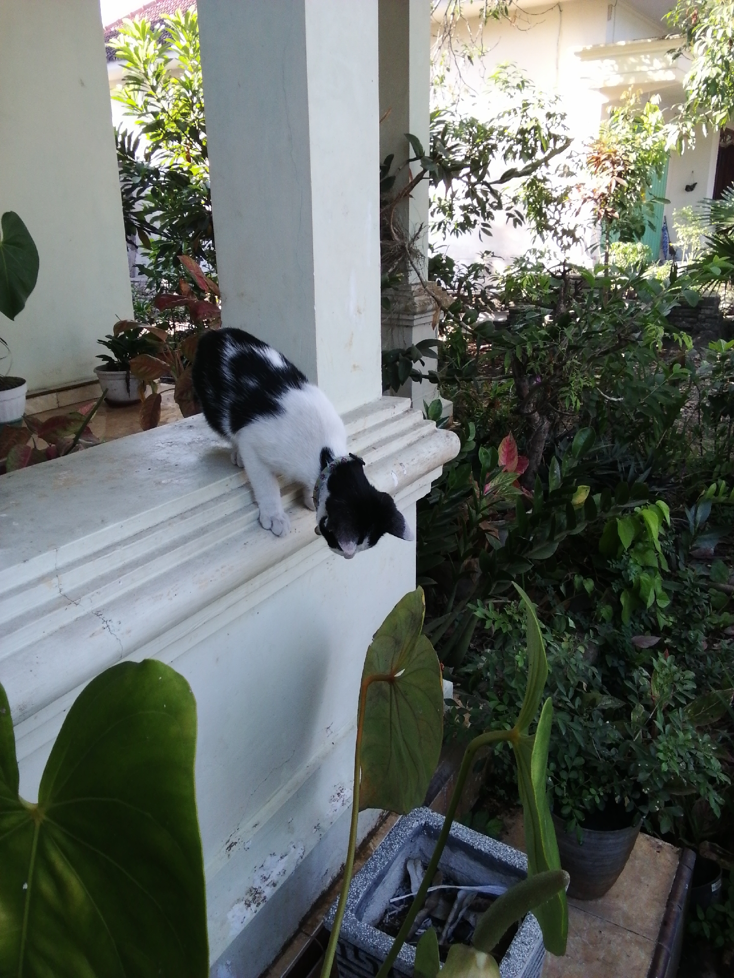 A black and white cat is on a ledge in an outdoor garden. The cat is facing downwards, appearing to be looking at something below. The ledge is made of white painted concrete and has decorative molding. Behind the cat, there are various potted plants and lush greenery. Sunlight filters through the leaves, creating dappled light and shadows. In the background, a building with white walls and a tiled roof is visible. The scene appears to be in a residential outdoor area.