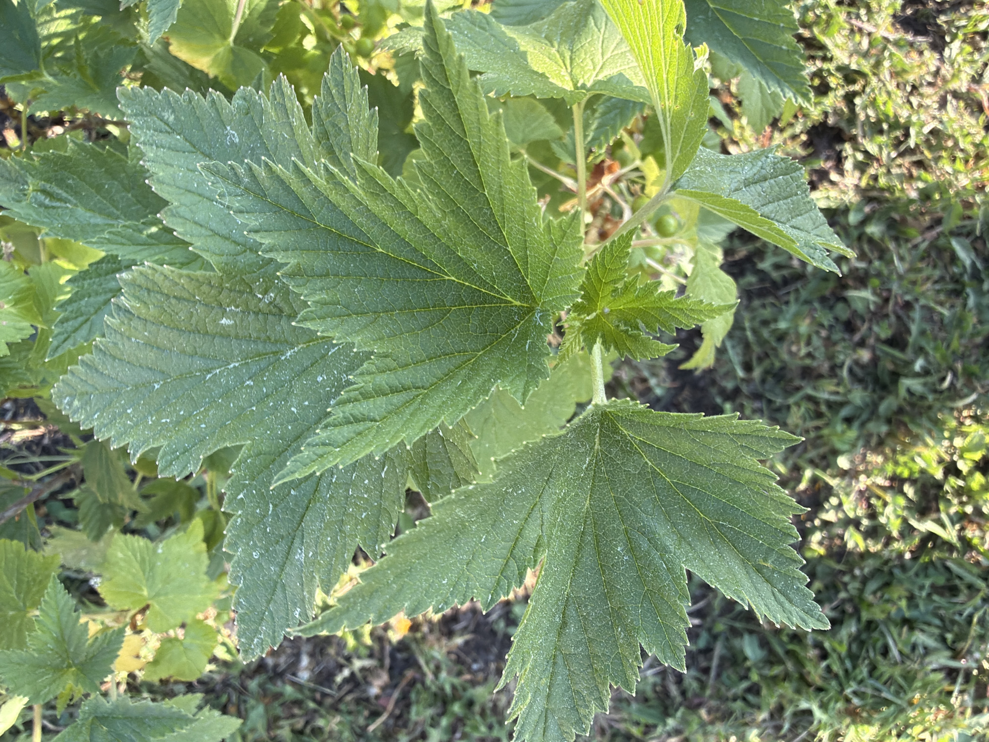 The image shows a close-up view of a blackcurrant bush located in Bolsheustyikinskoye, Russia. The leaves are green with distinct serrated edges and prominent veins. Some leaves show evidence of powdery mildew, appearing as small, white spots. A few unripe green berries are visible on the bush. The background consists of grass and other low-lying vegetation. The lighting suggests it is daytime.