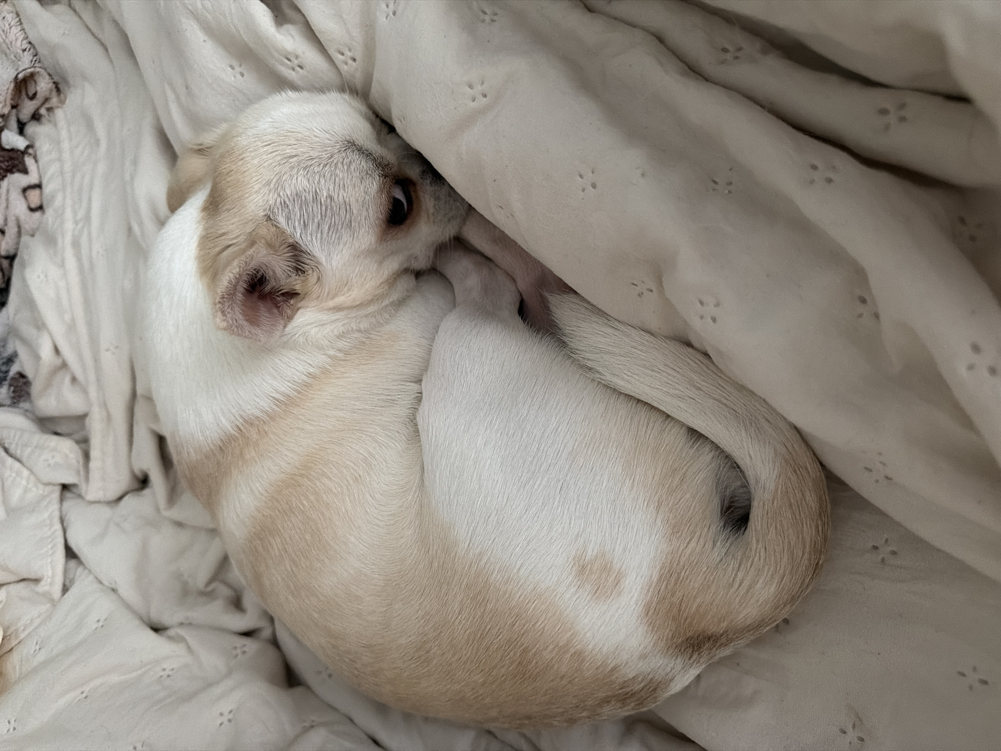 A small, light-colored dog with tan markings is curled up asleep on a wrinkled, off-white blanket. The dog's body is tucked in a tight circle, with its head nestled under a fold of the blanket. One eye is partially visible, peeking out from beneath the fabric. The blanket has a subtle pattern of small, embroidered floral designs. The lighting suggests it could be daytime, but the overall atmosphere is cozy and still, implying a quiet moment of rest. There are no visible text elements in the image.