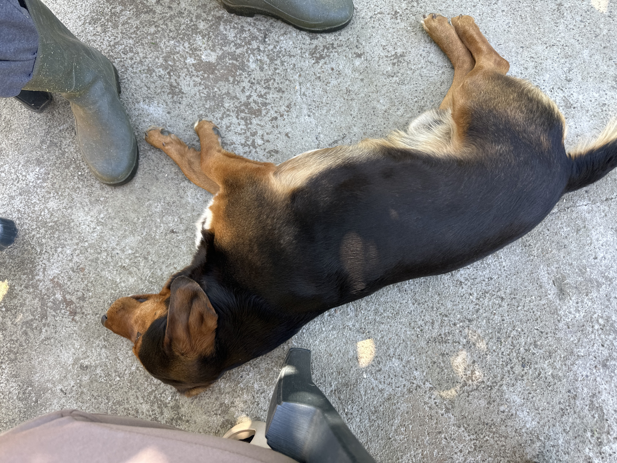 A brown and black dog lies on a concrete surface. A person wearing green wellington boots stands nearby. The location is Lehchevo, Bulgaria. A chair leg is also visible.
