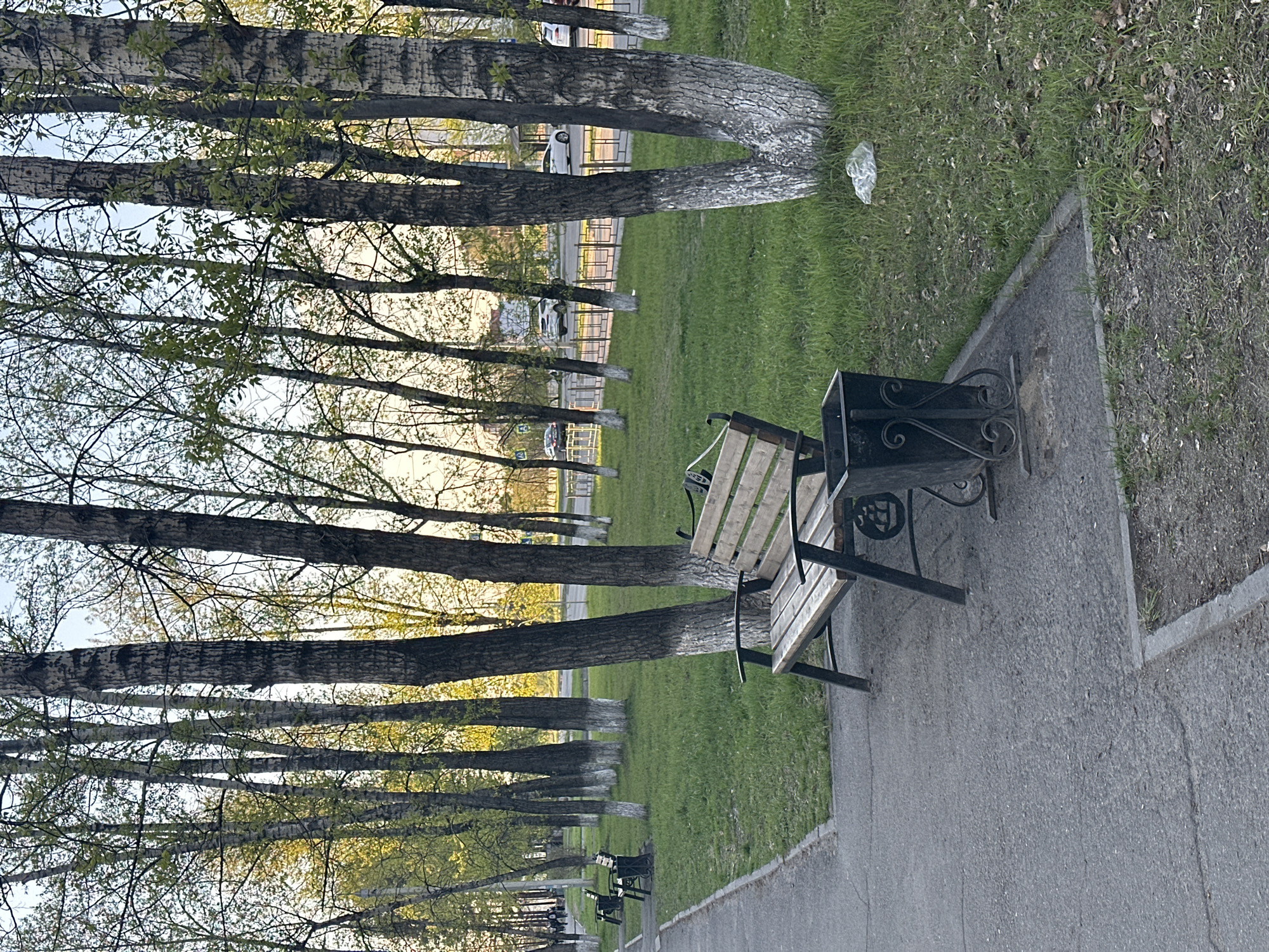 The image shows a park in Shelekhov, Russia. A row of trees lines the park path. Some of the tree trunks are painted white near the bottom. A bench with a trash can sits on the paved path. Grass grows between the trees and along the path. A clear plastic bag lies on the grass near a tree. In the background, a fence and buildings are visible. The sky is visible through the branches of the trees.