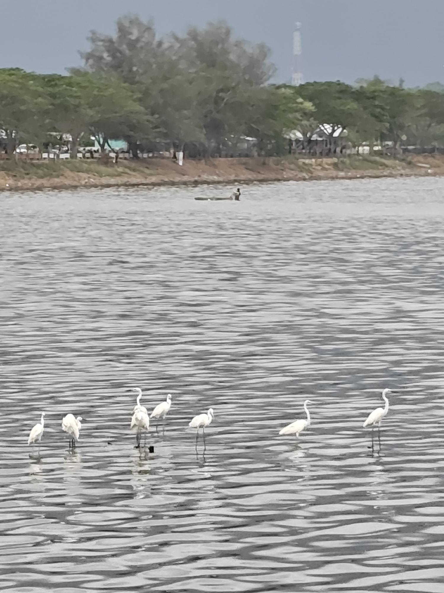 The image depicts a tranquil scene in Lhokseumawe, Indonesia, featuring a body of water with a group of seven white egrets wading in the shallow area. In the background, a person is visible in a small boat on the water. The shoreline is marked by a line of trees, and a tall structure that could be a transmission tower is faintly discernible in the distance. The water's surface displays a pattern of ripples and reflections. The scene conveys a sense of stillness and quiet observation of the local wildlife.
