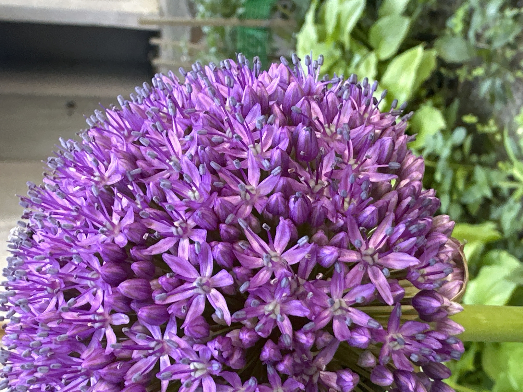 An extreme close-up shot shows a spherical purple allium flower. The flower's petals are star-shaped and a vibrant purple, with small, dark blue anthers at their centers. The flower is comprised of numerous individual florets, creating a dense, textured surface. The stem of the flower is thick and green, and is visible at the bottom left of the frame. In the background, out of focus, are lush green leaves and a blurred building facade. The lighting suggests it is daytime, with soft shadows indicating an overcast sky or indirect sunlight.
