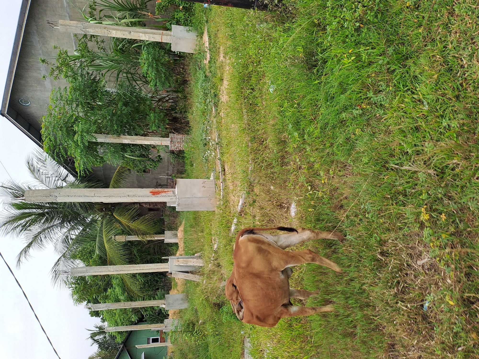 In Geulumpangsulu Timu, Indonesia, a brown calf is grazing in a grassy field. The calf is positioned in the left foreground, facing away from the camera and to the left. Behind the calf, several concrete pillars stand in a line, suggesting a construction site. In the background, there are trees, including palm trees, and buildings. A green house is visible on the far left, and a larger gray building with a dark roof is on the right. The sky is overcast. The overall environment appears to be a semi-rural or developing area.