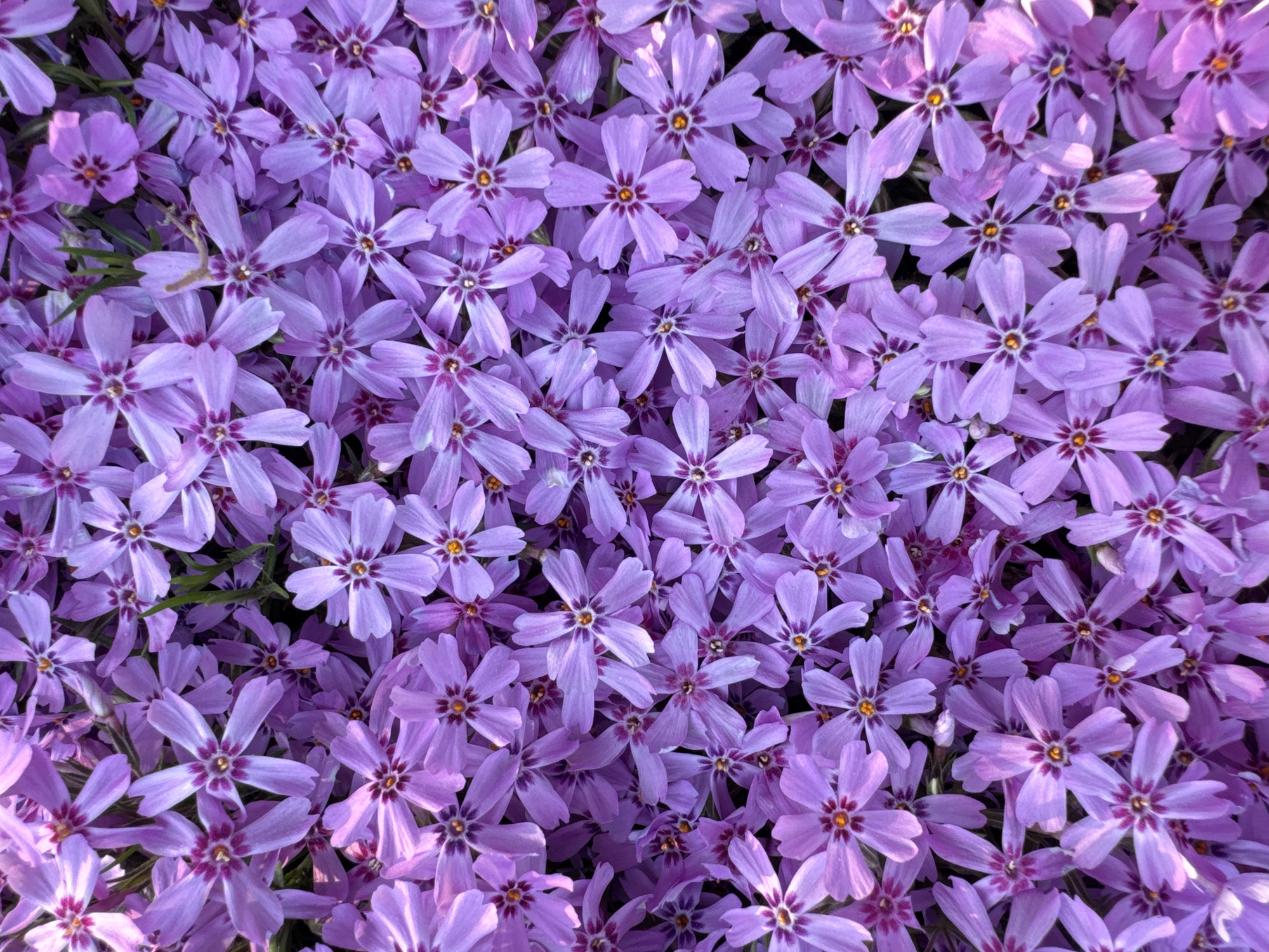 The image shows a dense carpet of small, light purple flowers. Each flower has five petals and a small yellow center. The petals appear to have a slight sheen. The flowers are closely packed together, obscuring any background detail. The location mentioned, Прикамский, Russia, cannot be verified as the scene depicted does not include any information to suggest this.