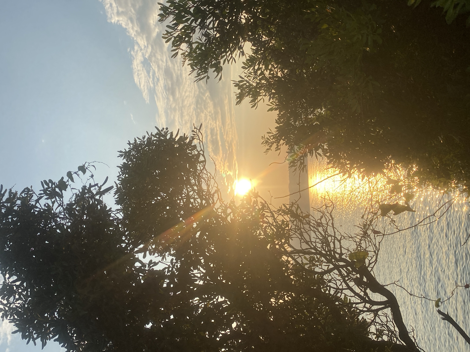 A serene sunset view is captured through the branches of trees overlooking the sea. The sun, partially obscured by foliage, casts a warm golden glow across the water and sky, creating a shimmering reflection on the sea's surface. Wispy clouds dot the pale blue sky, tinged with the soft hues of dusk. The scene suggests a tranquil moment, possibly near the coastal areas of Antibes, France, where such natural beauty is common.