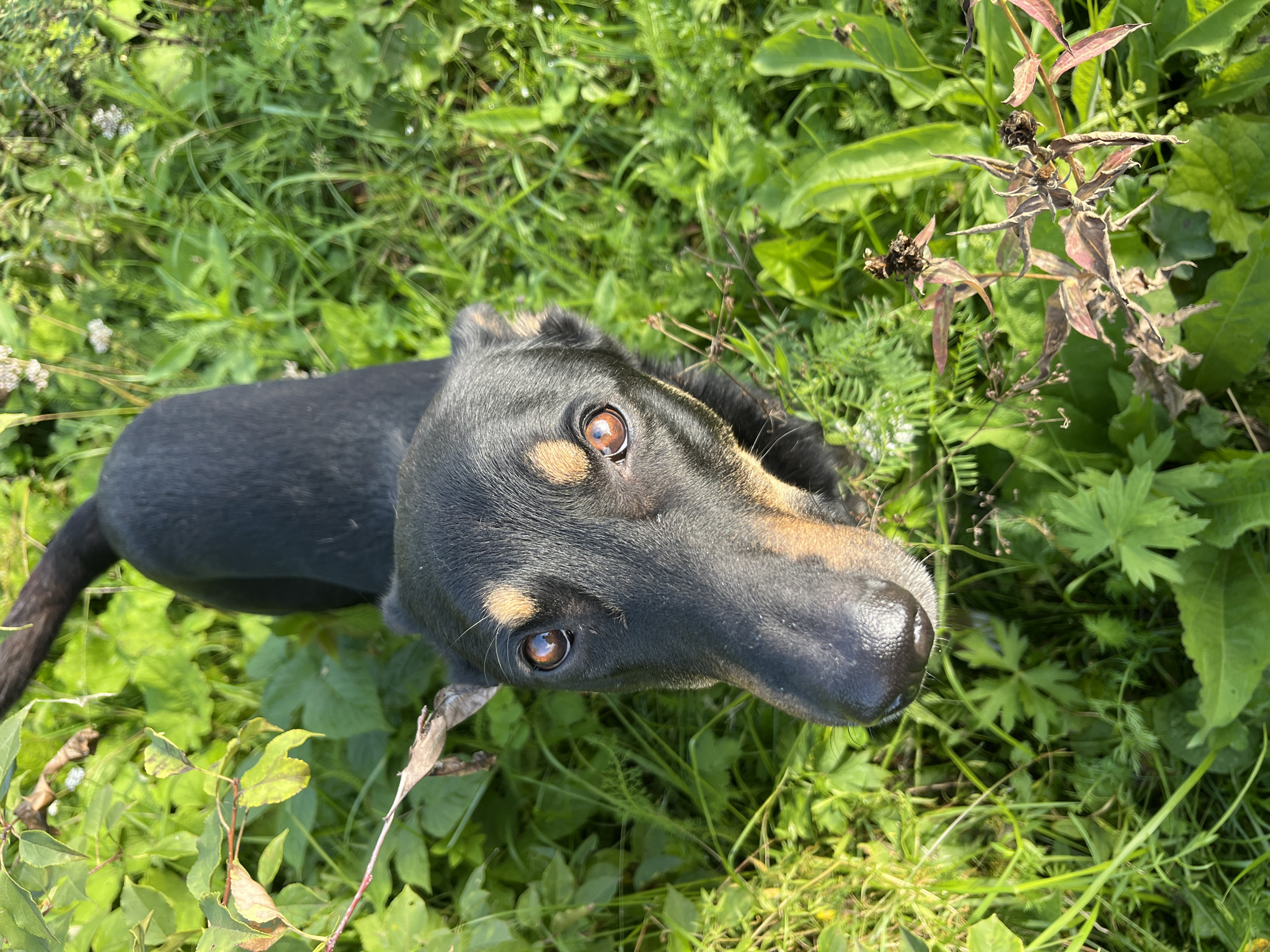 A black and tan dog with intelligent brown eyes looks up at the camera from a patch of vibrant green foliage. The dog's head is angled slightly to its right, with its left ear flopped down and its right ear perked up. The sunlight casts a warm glow on the dog's fur and highlights the textures of the surrounding plants. The scene appears to be outdoors, possibly in a park or garden, with a variety of green leaves and some dried plant matter visible. There is no indication of any specific location within the city of Nizhny Tagil, Russia, in the image.