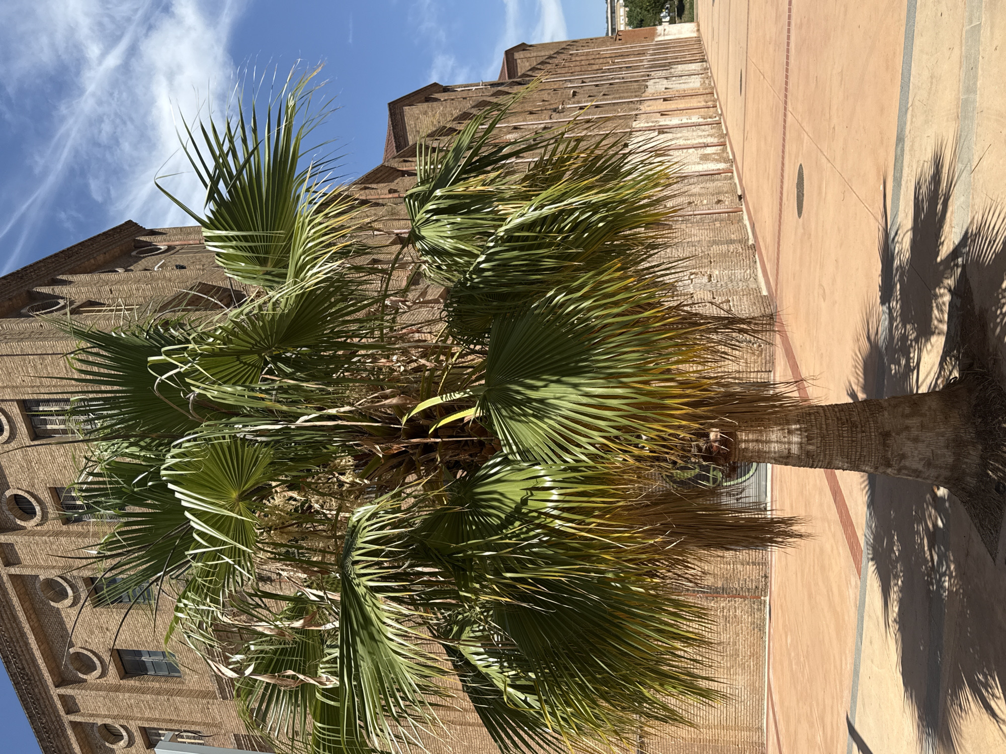 In L'Hospitalet de Llobregat, Spain, a palm tree stands in a paved courtyard. The tree has a textured, brown trunk and large, green fronds that cast shadows on the ground. Behind the tree, a large, brick building with arched windows runs along the right side of the frame. The building has a long, linear architecture, with rows of windows and distinct circular decorative elements above some of them. The courtyard is paved with terracotta-colored tiles, with inlaid brick patterns. The sky is bright blue with scattered white clouds. The scene appears to be a public outdoor space.