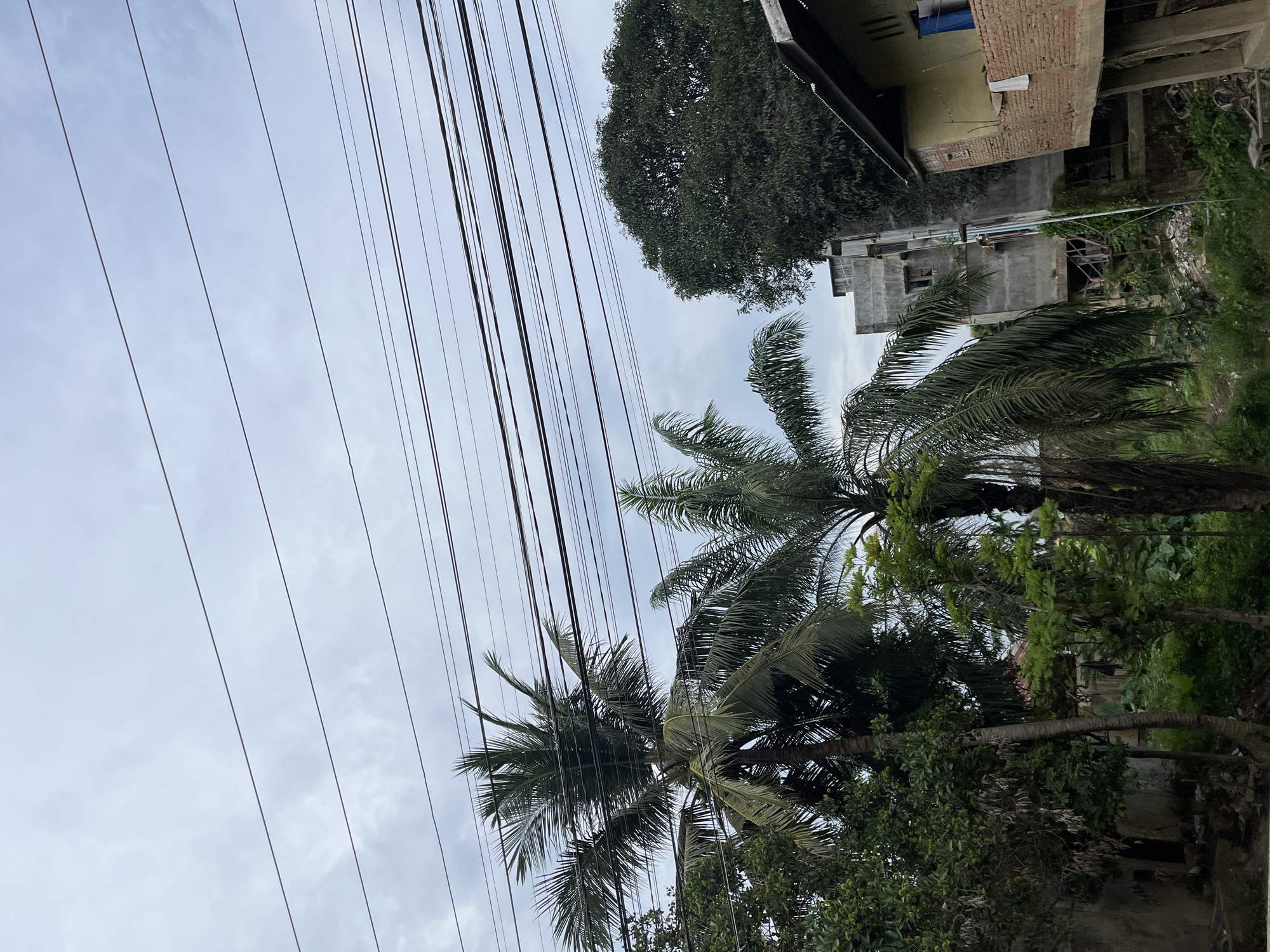 The image depicts an outdoor scene with multiple utility wires stretching across the frame, set against a cloudy sky. In the background, there are buildings and lush greenery, including palm trees. One building appears to be under construction or in disrepair, with exposed brickwork. Another building is a light yellow color with a blue tarp visible. The palm trees are large and leafy, with fronds extending outwards. The overall setting suggests a tropical or subtropical environment, likely in a residential or semi-urban area. The lighting indicates it is daytime, but the overcast sky suggests it might be a cloudy or possibly rainy day. No people are visible in the image. No text is discernible.