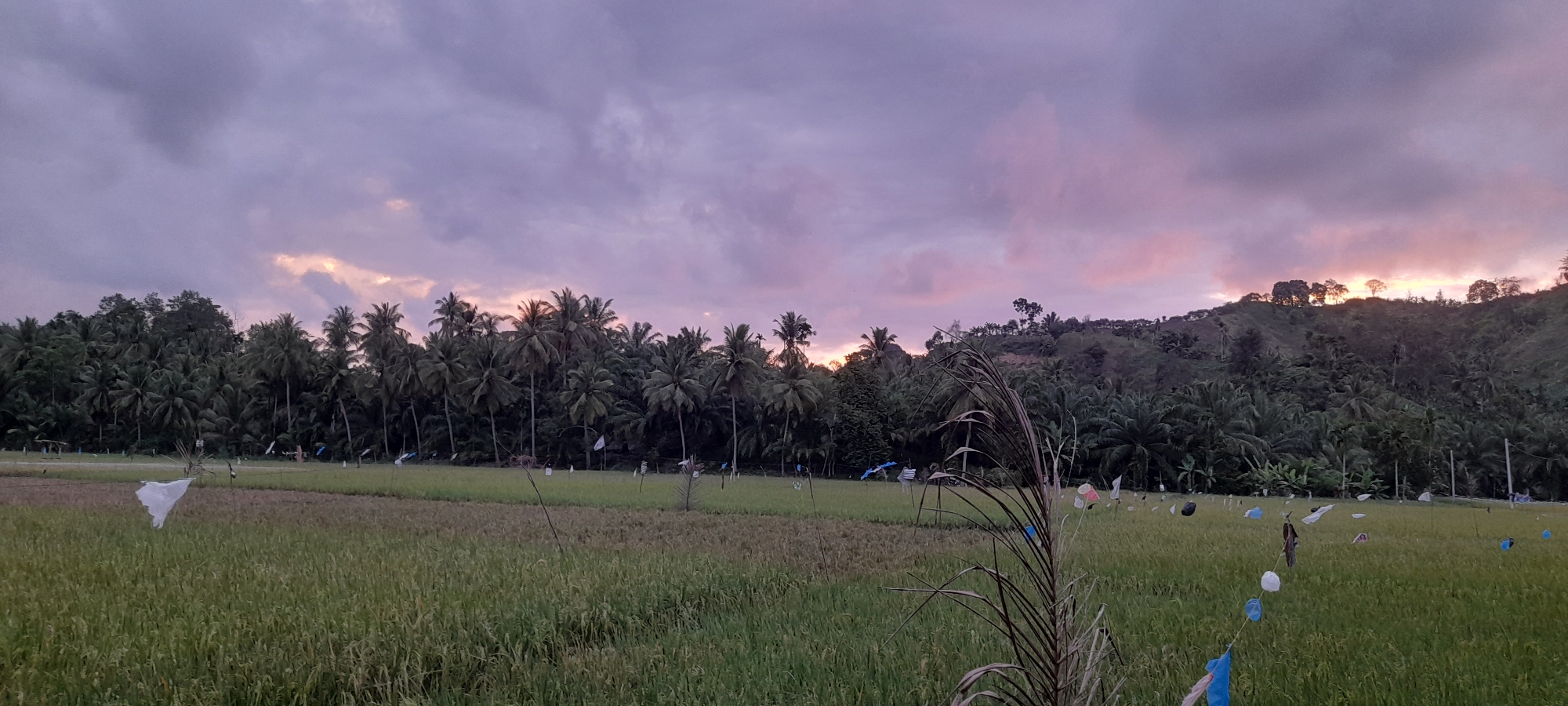 The image depicts a rural landscape in Palohpanyang, Indonesia, at twilight. A rice paddy occupies the foreground, with sparse scarecrows and colored plastic bags strewn across it. A row of palm trees lines the middle ground, transitioning into a densely vegetated hill in the background. The sky is dominated by cloud cover, with hues of pink and grey indicative of the setting sun.