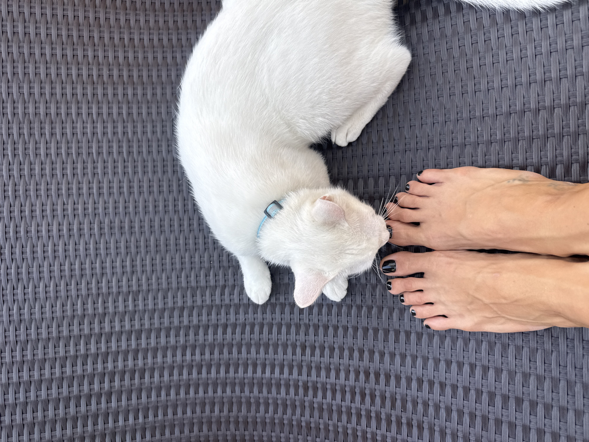 Captured from an overhead perspective, the image shows a white cat with a blue collar resting next to a pair of feet. The feet have a dark nail polish. All three are positioned on a textured gray surface. The scene is located in North Kuta, Indonesia.