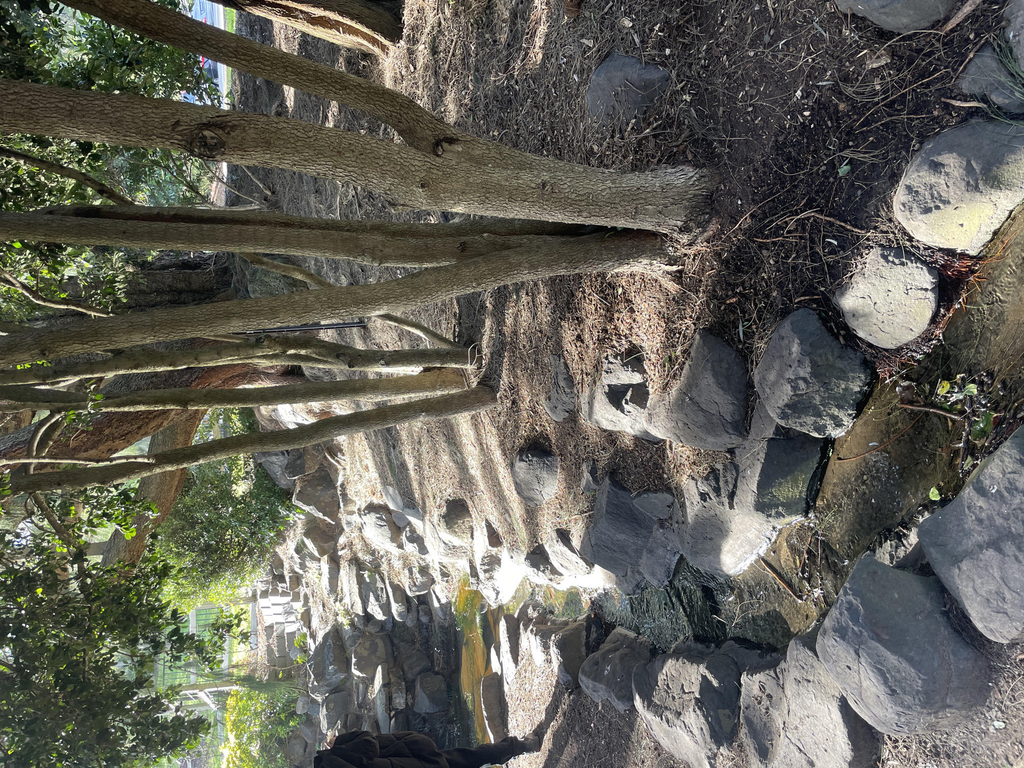 A narrow, rocky stream flows through a shaded area with several slender trees on the right and lush greenery in the background. Sunlight filters through the leaves, casting dappled shadows on the ground. A person's legs and feet, clad in dark clothing, are visible on the left edge of the frame, standing near the stream. The stream bed is lined with smooth, gray stones of various sizes, and the water appears clear with some fallen leaves and twigs floating on the surface. The surrounding ground is covered with dry leaves and pine needles. The scene suggests an outdoor recreational area within a park or garden setting in Berwick, Australia.
