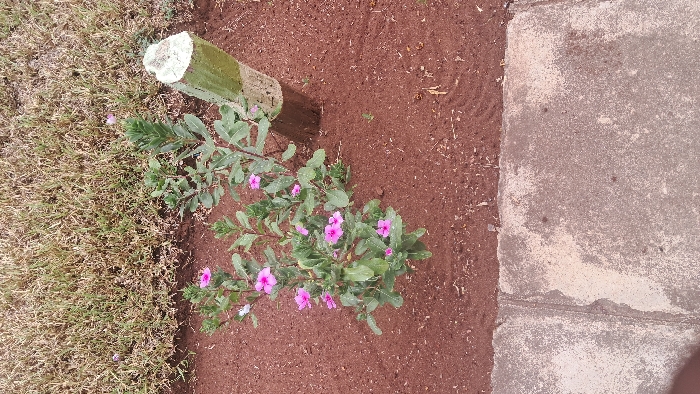 The image depicts an outdoor ground-level scene in Waa Ngombeni ward, Kenya. The foreground features a concrete slab, worn and discolored, occupying the bottom quarter of the frame. Adjacent to the concrete, a bed of red-brown, loose soil extends upwards. Within this soil, a green flowering shrub with multiple stems and numerous five-petaled pink blossoms is centrally located. A few white blossoms are also visible on this plant. To its immediate right, another green plant with larger, elongated leaves grows. Further right, a vertical wooden post is embedded in the soil. The post's top is cut flat and painted white, followed by a section painted light green, while its lower visible part is natural brown wood. The pole exhibits surface irregularities. The background, above the red-brown soil, consists of a patch of dry, sparse, light brown grass. No people, discernible actions, or interactions are present.