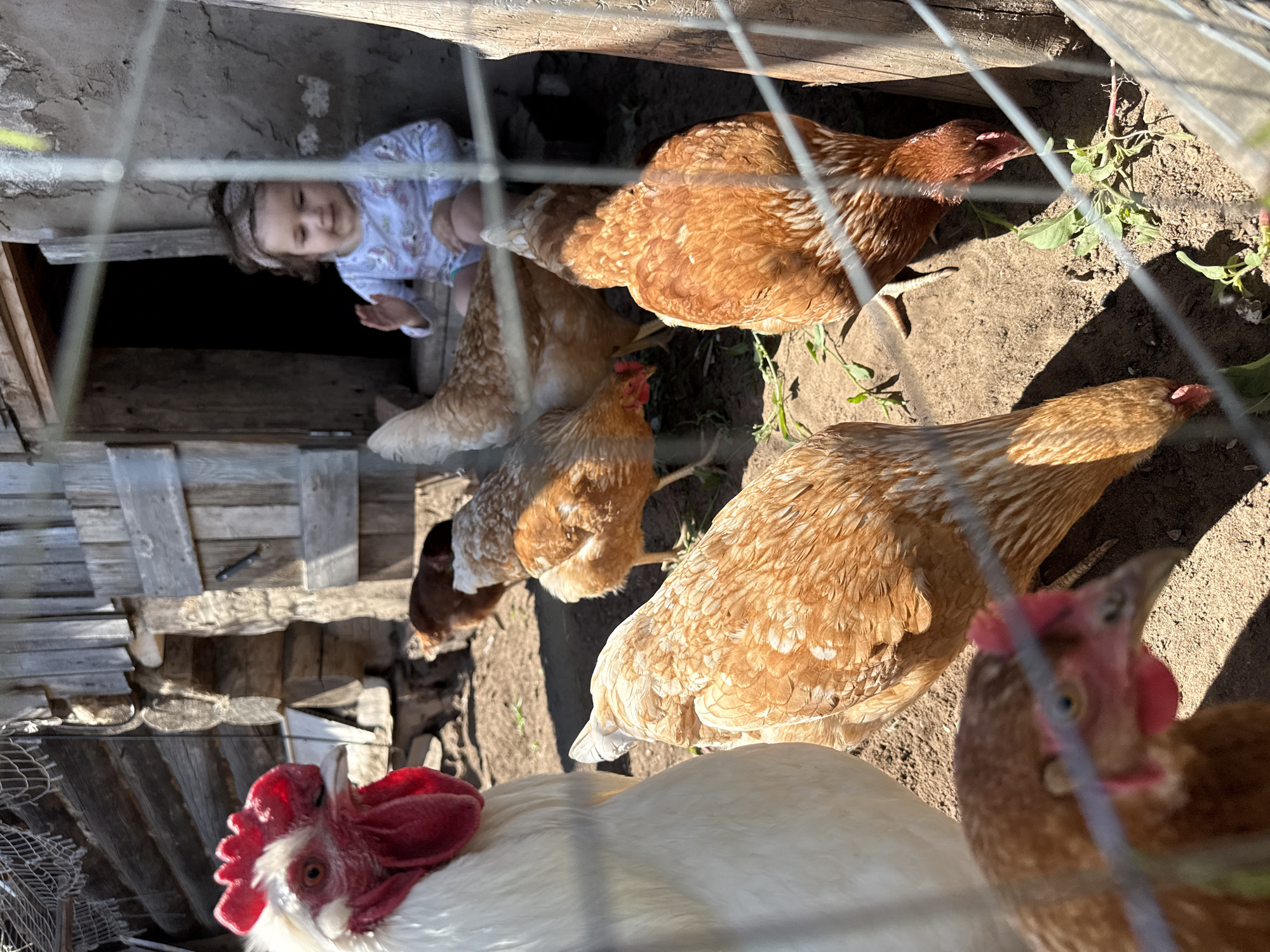 A white rooster with a prominent red comb and wattles is in the foreground, to the left. Several brown and white-feathered chickens are foraging in the dirt in front of a rustic wooden structure. In the background, a young child with brown curly hair is sitting in a doorway, waving. The scene appears to be outdoors in a rural or semi-rural setting, possibly a farm. The architecture suggests it could be in or around Уральское, Russia. The overall lighting indicates a sunny day.