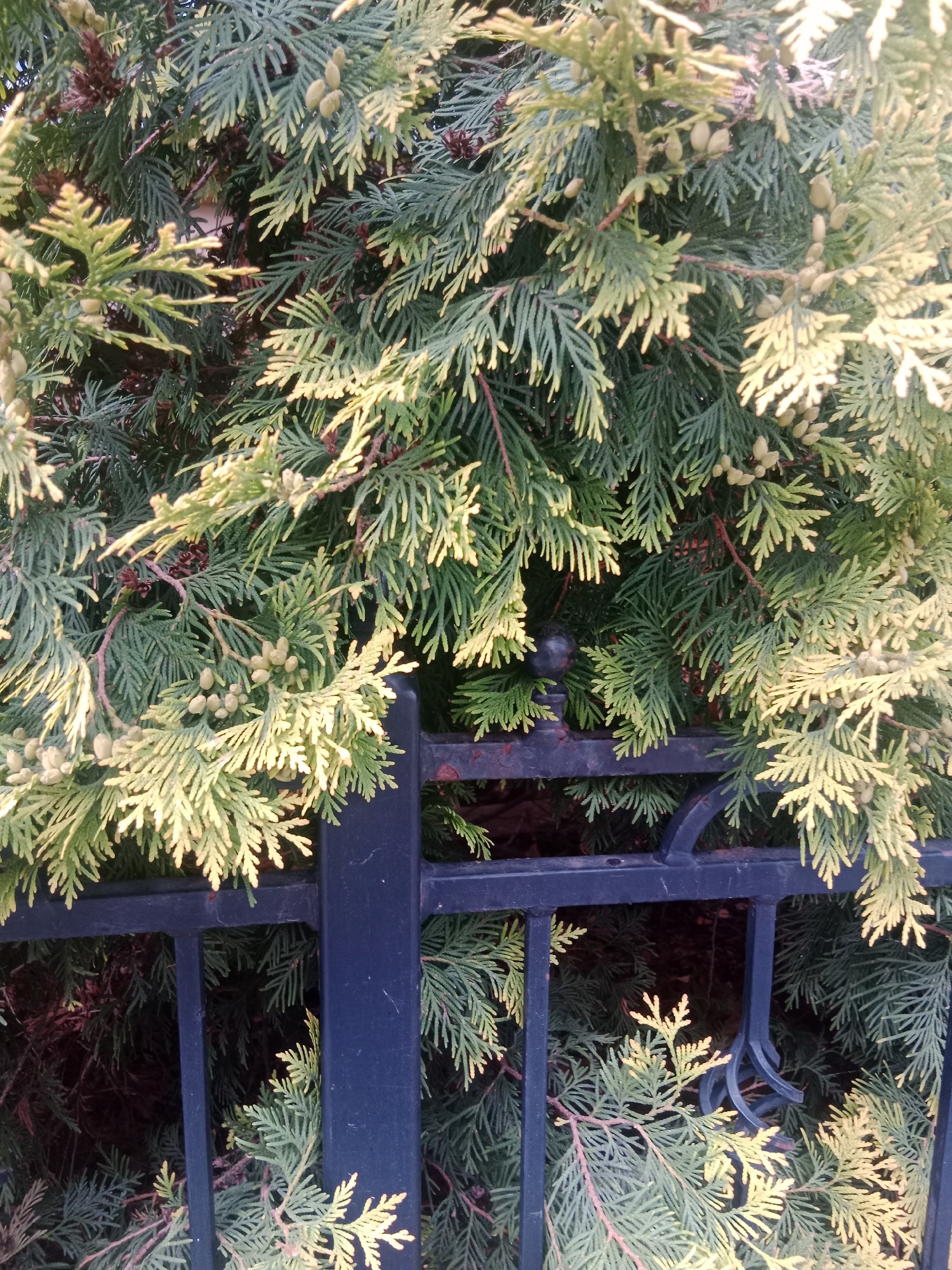 A close-up, eye-level medium shot captures a dark green, dense evergreen shrub, likely a Thuja or similar conifer, interwoven with a black wrought-iron fence. The shrub exhibits a mix of mature, darker green foliage and lighter, yellowish-green new growth, dotted with small, light-brown cones. The fence, composed of vertical bars and horizontal rails, features an ornate scrolled element at the bottom right. The lighting suggests an outdoor, daytime setting, with sunlight illuminating parts of the shrub and casting some shadows. The scene appears to be in a garden or yard setting.