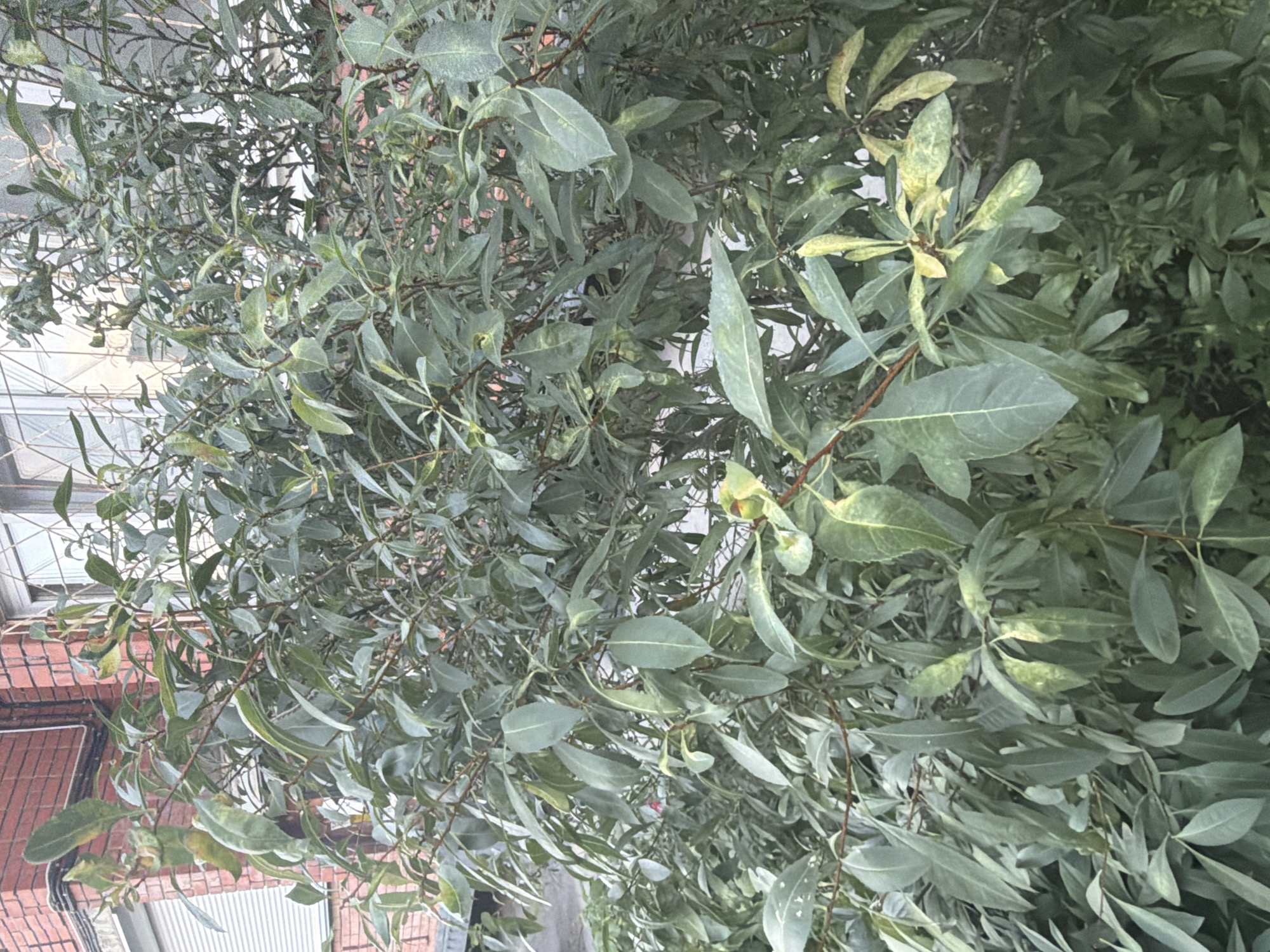 The image shows a close-up view of a dense green bush with some leaves appearing yellow or discolored. The bush is in front of a brick building with a window. The window has a decorative metal grille. A white-tiled or paneled section is visible to the left of the window. The scene appears to be outdoors in an urban setting. The location is identified as Novosibirsk, Russia.