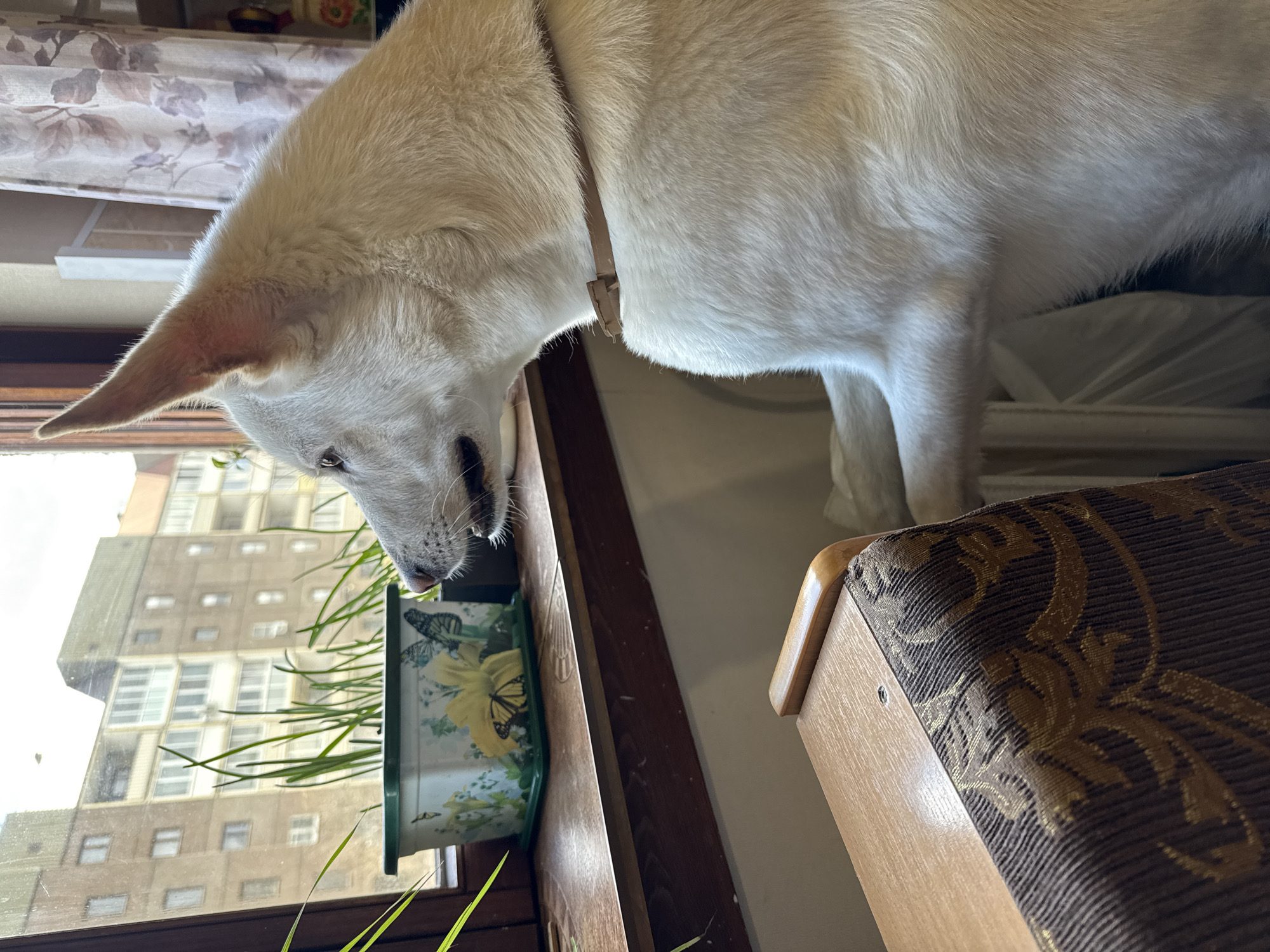 A medium shot depicts a white dog leaning over a windowsill, sniffing at a floral-patterned planter containing greenery. The windowsill is made of dark wood, and a brown and gold patterned chair is located to the right of the dog. Outside the window, a multi-story building with numerous windows is visible. The location is Марковский, Russia.