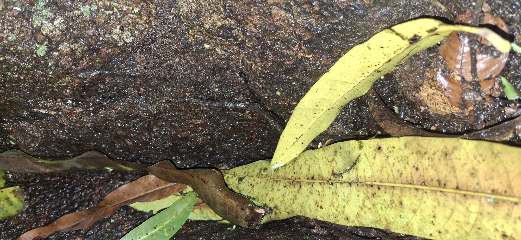 The image shows a close-up view of wet, dark brown tree bark with several fallen leaves. Two prominent yellow leaves, one larger and closer to the foreground, have dark speckles. Other leaves, some brown and some green, are also visible. The scene appears to be outdoors, likely in a natural setting such as a forest or park. The location in Vallecito, Venezuela, suggests a tropical or subtropical environment, which would be consistent with the presence of lush vegetation and potentially damp conditions. There are no people or discernible human activity in the image.