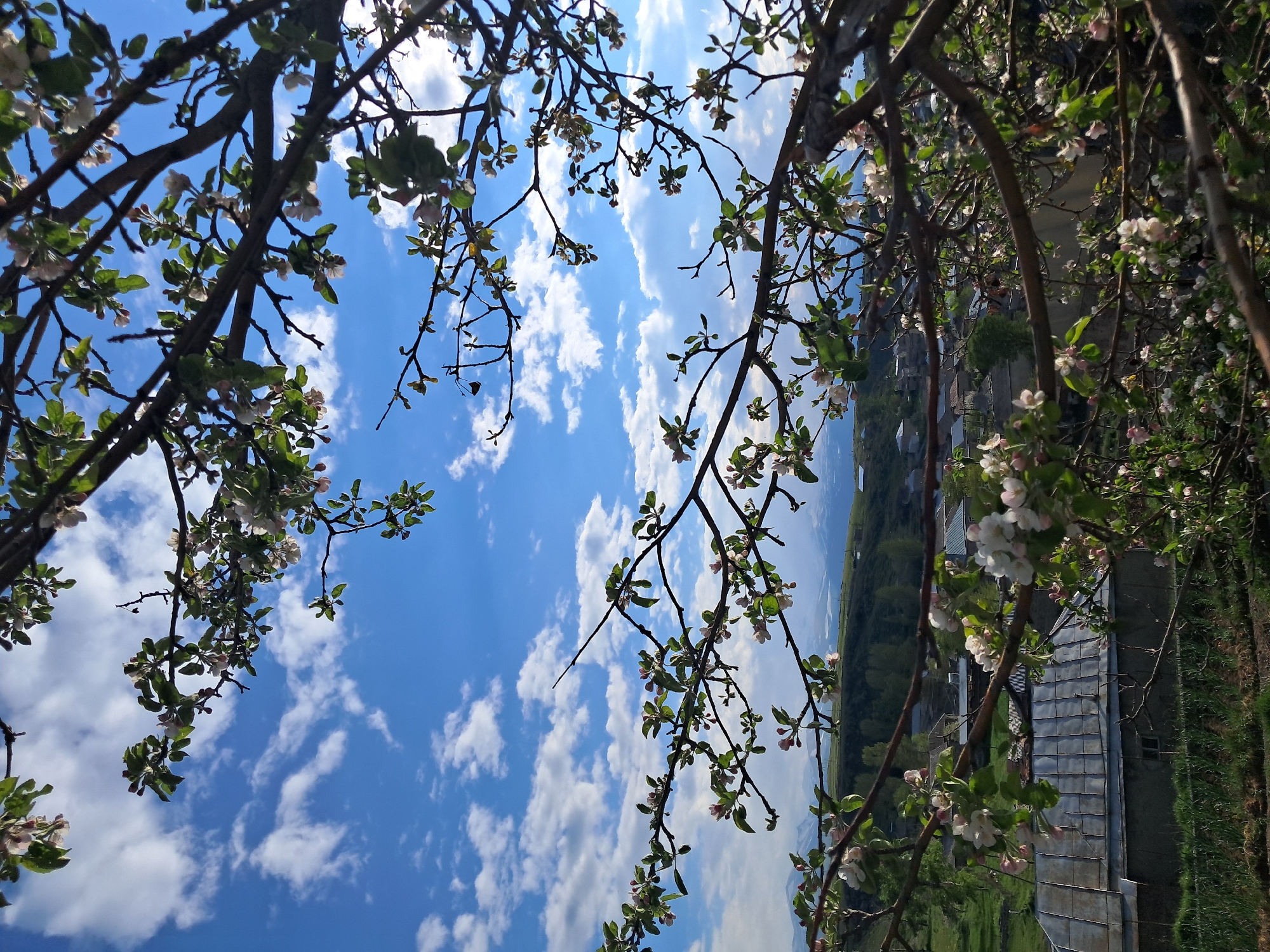 The image presents a vibrant upward view through the blossoming branches of a tree, likely an apple tree, against a bright blue sky filled with scattered white cumulus clouds. Dark, gnarled branches, some with young green leaves, are heavily laden with delicate white and light pink flowers, framing the expansive sky. In the background, partially obscured by the foliage, glimpses of a rural or semi-rural landscape are visible, including grey-roofed buildings, green fields, and distant hills or mountains. The scene is brightly illuminated, indicating a clear, sunny mid-day. There are no people or discernible activities taking place. No visible text is present. The setting is Artsvakar, Armenia, reflecting a tranquil natural environment in full bloom during spring.