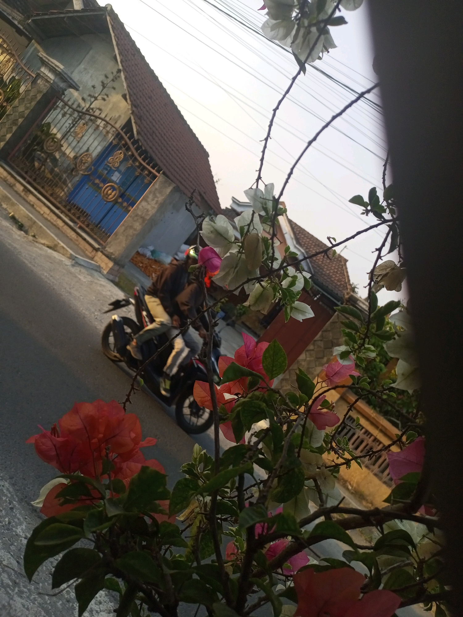 In Ngasem, Indonesia, at sunset, a person rides a motorcycle down a street lined with houses and gates. The foreground is dominated by flowering bougainvillea in shades of red, pink, and white. The sky above is a pale, hazy orange, indicating the end of the day. The scene captures a moment of everyday life in a residential area, with a focus on the vibrant flora and the passing vehicle. The houses are modest in design, with tiled roofs, and the street appears to be paved asphalt. The overall impression is one of a tranquil, warm evening.