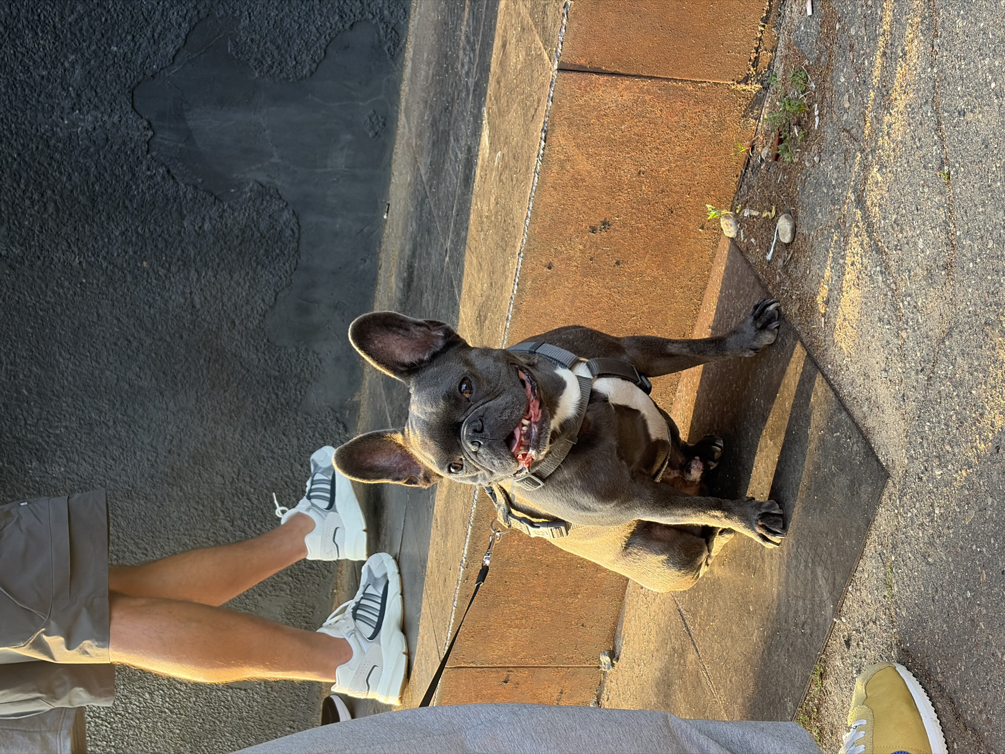 In an outdoor urban setting, a French Bulldog sits on a concrete surface next to a rusted metal ledge, its leash attached to a harness. The dog has dark gray fur with white markings on its chest and muzzle and appears to be panting. Behind the dog, a person's legs, clad in gray shorts and white athletic shoes with dark stripes, are visible. Another person's legs in gray sweatpants and a yellow sneaker are in the foreground to the left. The background consists of a dark, textured wall and the rusted ledge. The scene appears to be illuminated by warm, low sunlight, casting shadows on the ground. The ground is a mix of concrete and gravel, with some sparse vegetation growing in cracks. The general environment suggests a public area, possibly a sidewalk or plaza in the city of Minsk, Belarus.