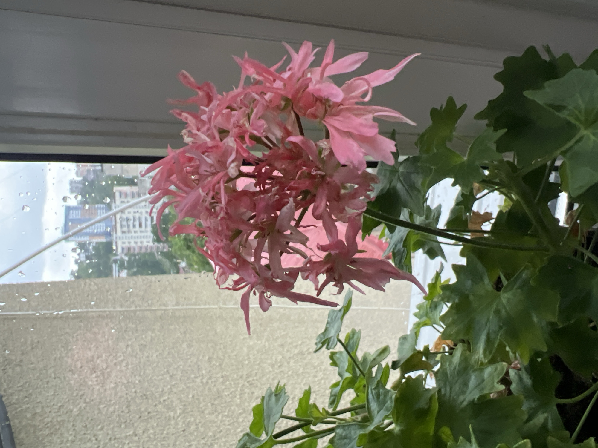 A medium shot shows a pink flower cluster with narrow, pointed petals against a background of a window pane and a blurred city scene. The window is covered in water droplets, obscuring the view of buildings in the distance. To the right of the flower, green leaves with jagged edges are visible, suggesting a plant or bush. The overall setting suggests an indoor scene with an outdoor view on a rainy day. There is no evidence to suggest that this image was taken in Sochi, Russia.