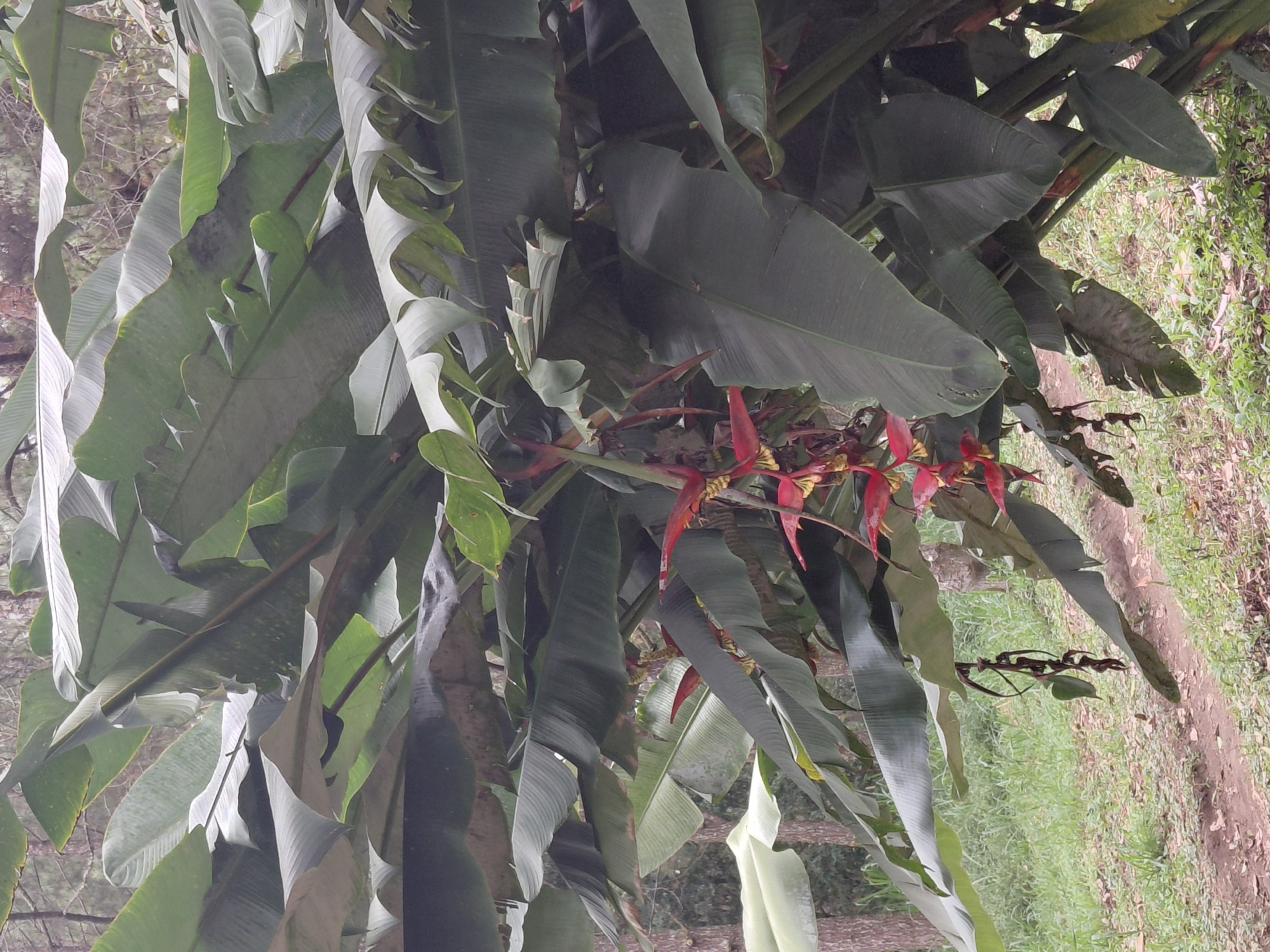 In Kintamani, Indonesia, a cluster of Heliconia flowers with red bracts and yellow flowers hangs down from a plant with large, broad green leaves. The plant is situated outdoors, with a dirt path visible in the foreground, leading through a grassy area with scattered fallen leaves. In the background, the trunks of pine trees are visible, suggesting a forested or park-like environment. The lighting is natural and diffused, indicating it is daytime.