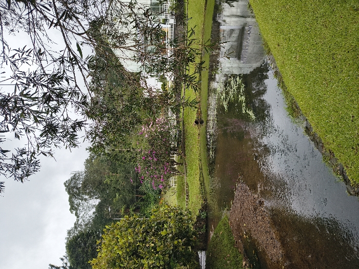 The image captures a serene outdoor landscape, likely a garden or park, centered around a narrow body of water under an overcast sky. A calm stream, canal, or pond flows from the foreground towards the background, bordered by neatly manicured green grass banks on both sides.
On the left side of the water, there is a dense arrangement of lush green trees and shrubs, including a prominent tree with dark leaves partially framing the top left corner. Among the greenery, clusters of vibrant pink or purple flowering bushes add a touch of color. Further in the background, a large, light-colored building with multiple stories, windows, and balconies is partially visible behind the trees, its architectural details clearly reflected in the water's surface. The right bank of the water body is covered uniformly in bright green grass.
The water itself appears dark and slightly murky, reflecting the grey sky and surrounding foliage. Patches of green algae or aquatic plants are visible in some areas, along with scattered brown leaves and debris floating on the surface. Towards the bottom left of the water, a small cascade or outflow creates subtle ripples, suggesting a moving water feature.
The sky is uniformly grey and overcast, indicating a cloudy day without direct sunlight. There are no people visible, and no specific activity is taking place beyond the natural scene. The overall ambiance is peaceful and natural, typical of a well-maintained garden in a tropical setting such as Cimacan, Indonesia. No visible text is present in the image.