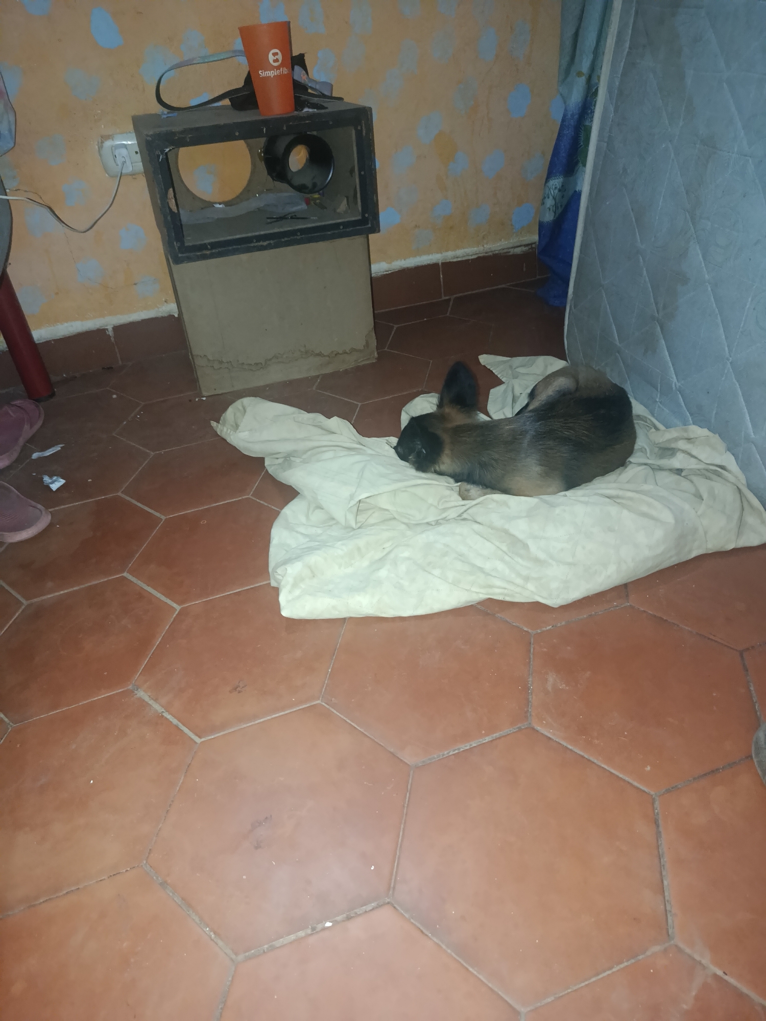 An interior scene shows a tan and black dog curled on a rumpled white pillow near a mattress leaned against a wall. Behind the pillow, the mattress is visible in the upper right corner. To the left of the pillow and dog are a pair of pink shoes. A makeshift speaker cabinet sits near the wall, an orange cup labeled "Simplefiber" sits on top of it. The walls are painted a mottled tan color with blue blotches. The floor is covered in red hexagonal tiles. The location is possibly Juan Griego, Venezuela.