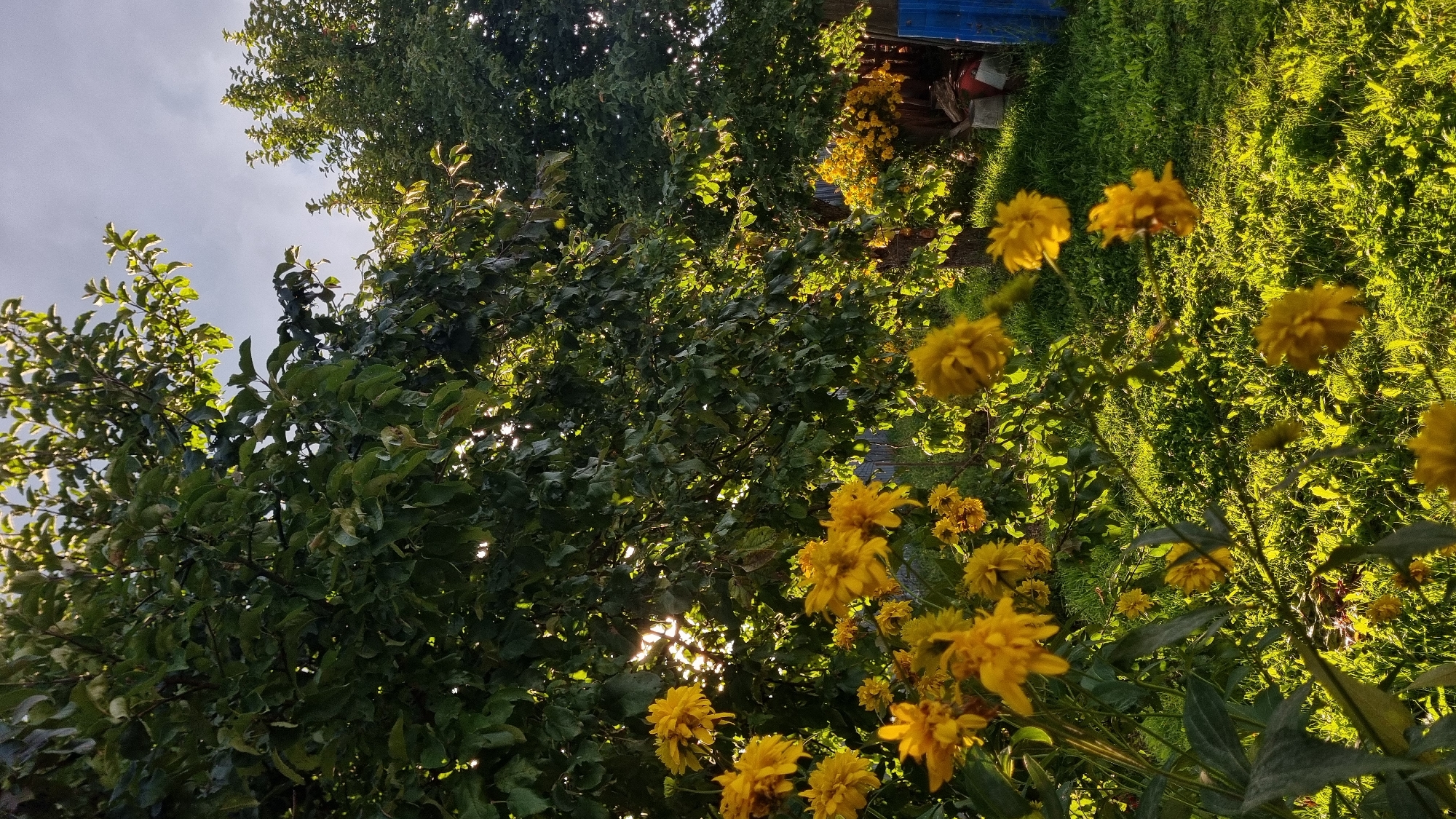 In the city of Vysokoe, Russia, a sun-drenched garden scene unfolds with lush greenery and vibrant yellow flowers. Sunlight filters through the dense foliage of trees, casting dappled shadows on the grass and illuminating the golden blossoms in the foreground. The overall impression is one of natural beauty and tranquility.